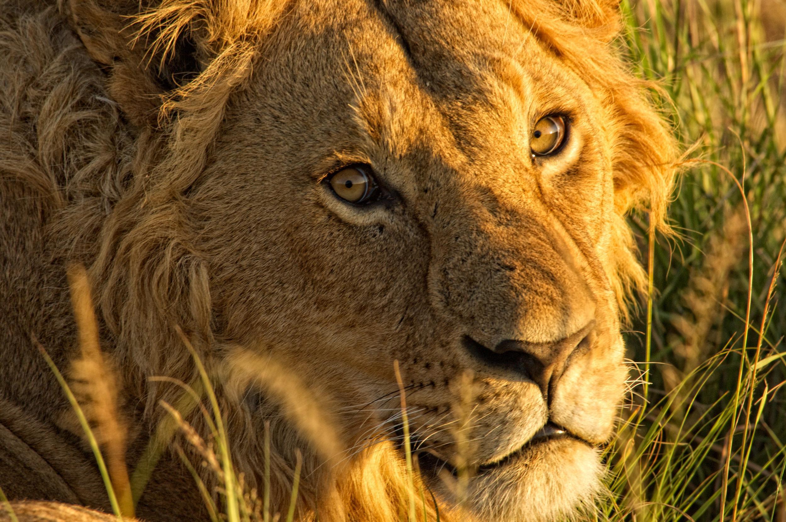 Lions are prevalent in the Ngorongoro Conservation Area