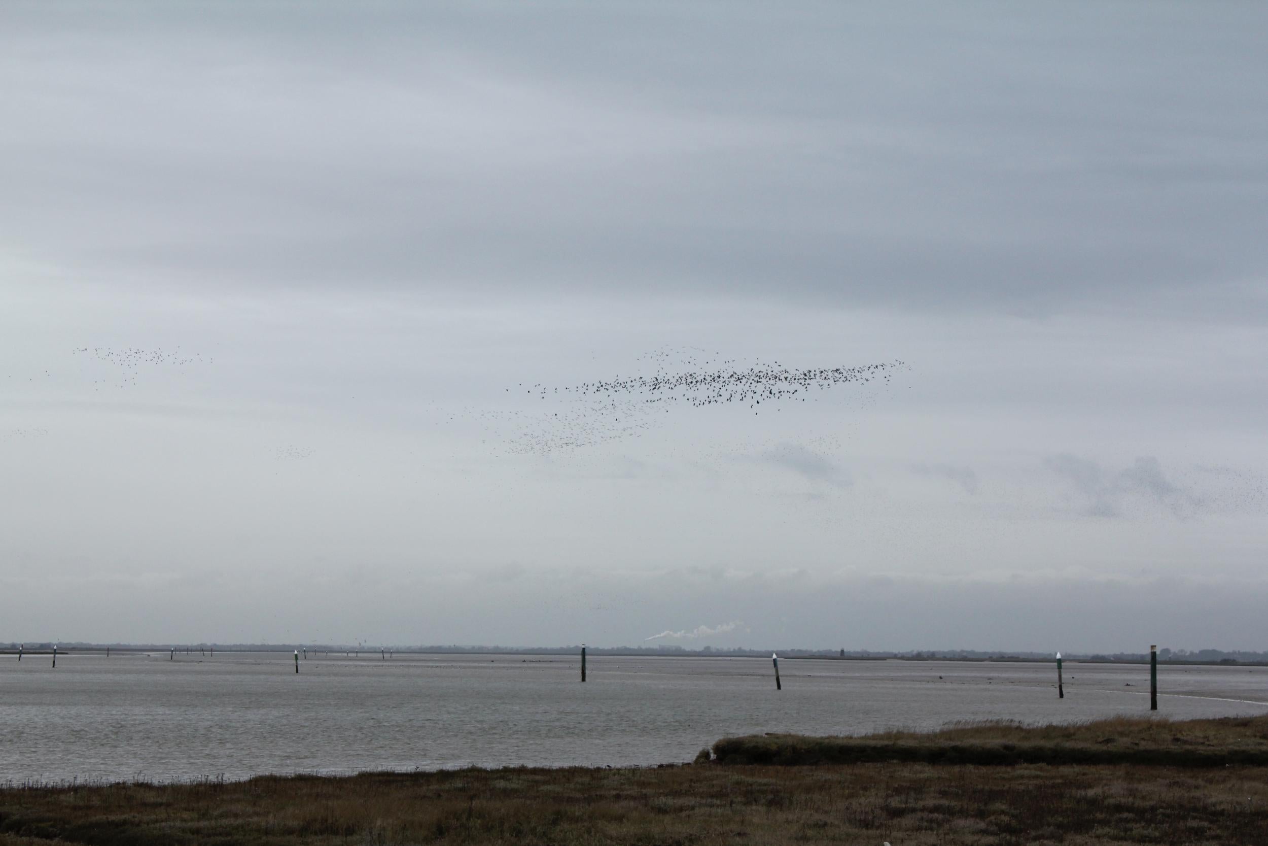 Two bodies have been recovered from water after they were spotted by a passer-by on a tidal mudbank in Norfolk