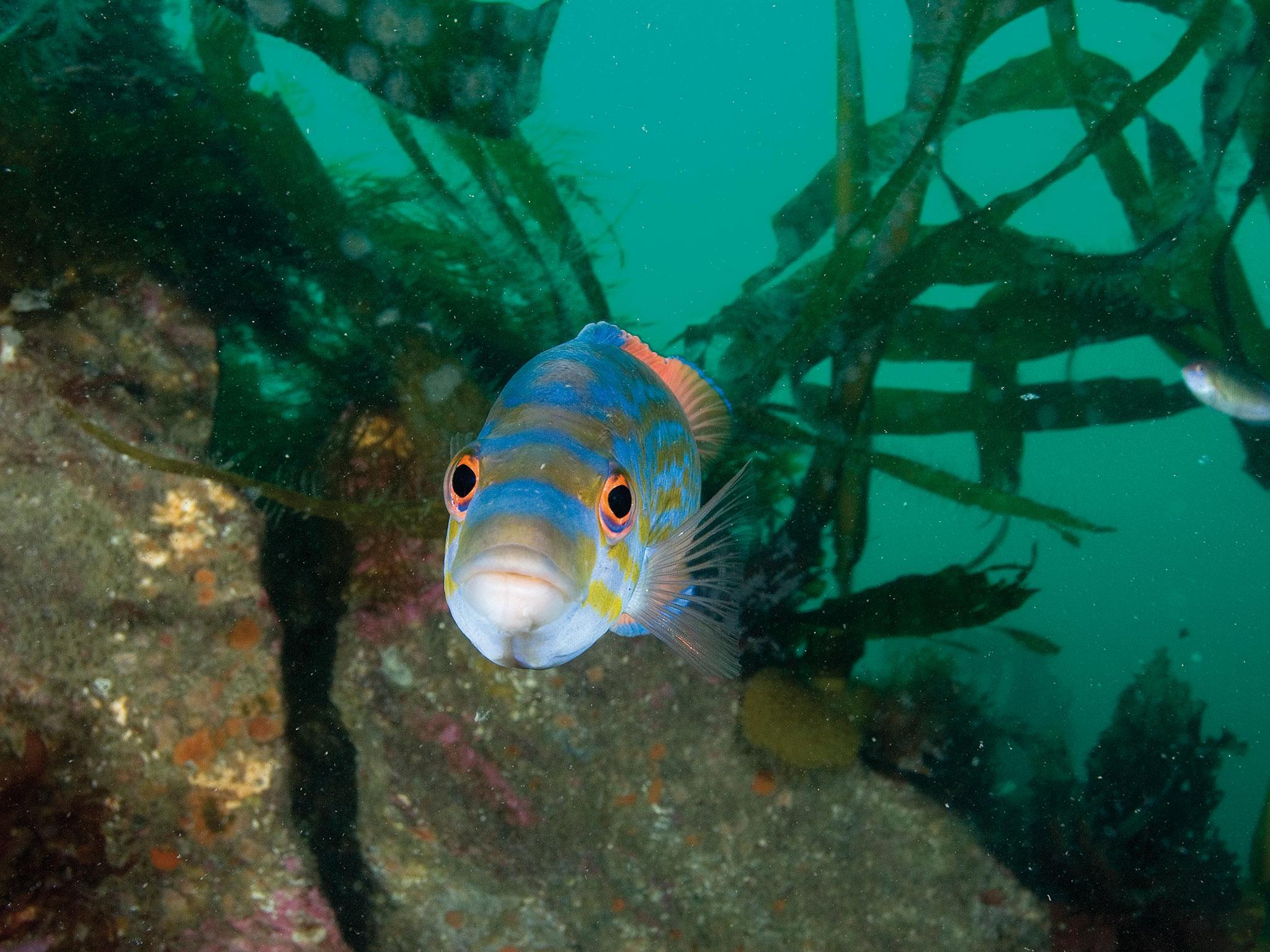 A cuckoo wrasse swims in the waters off Plymouth