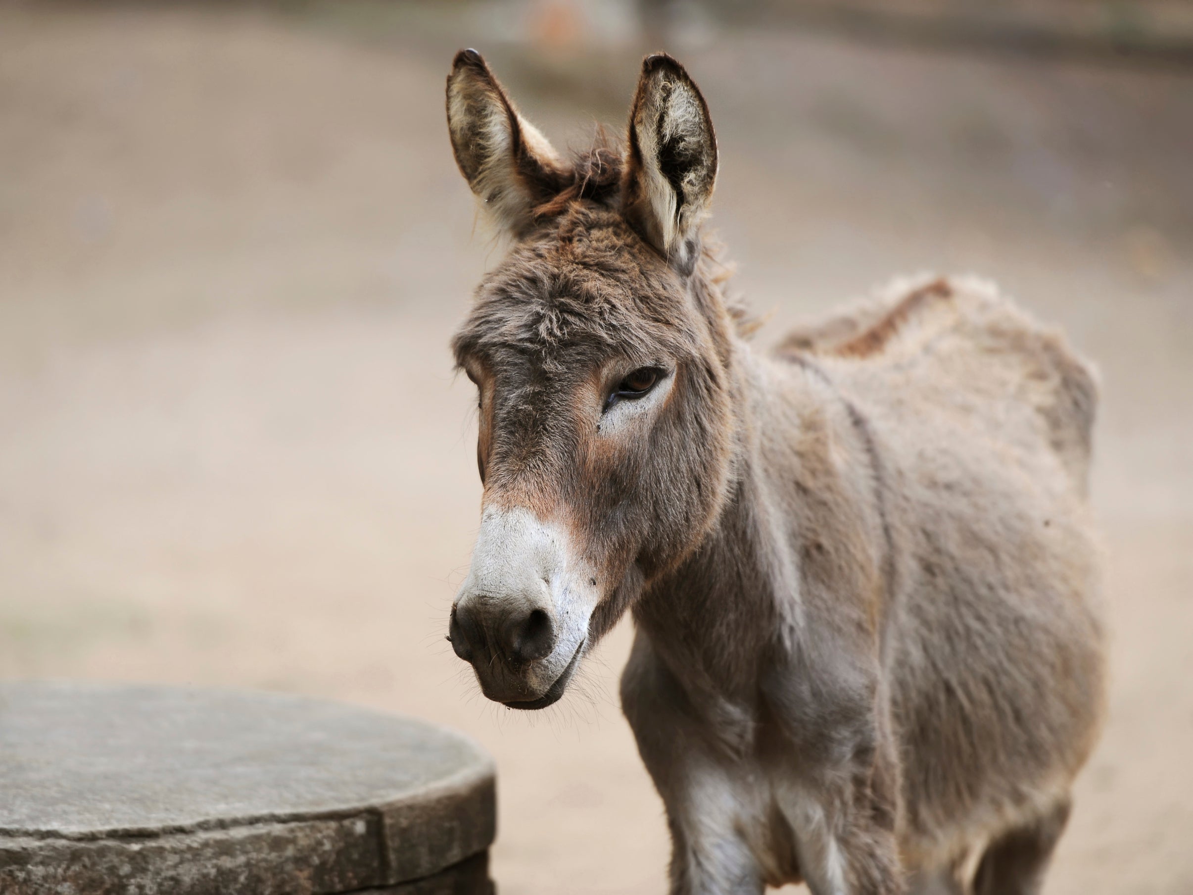 Gelatin from donkey hides is used to make ejiao, a traditional Chinese remedy