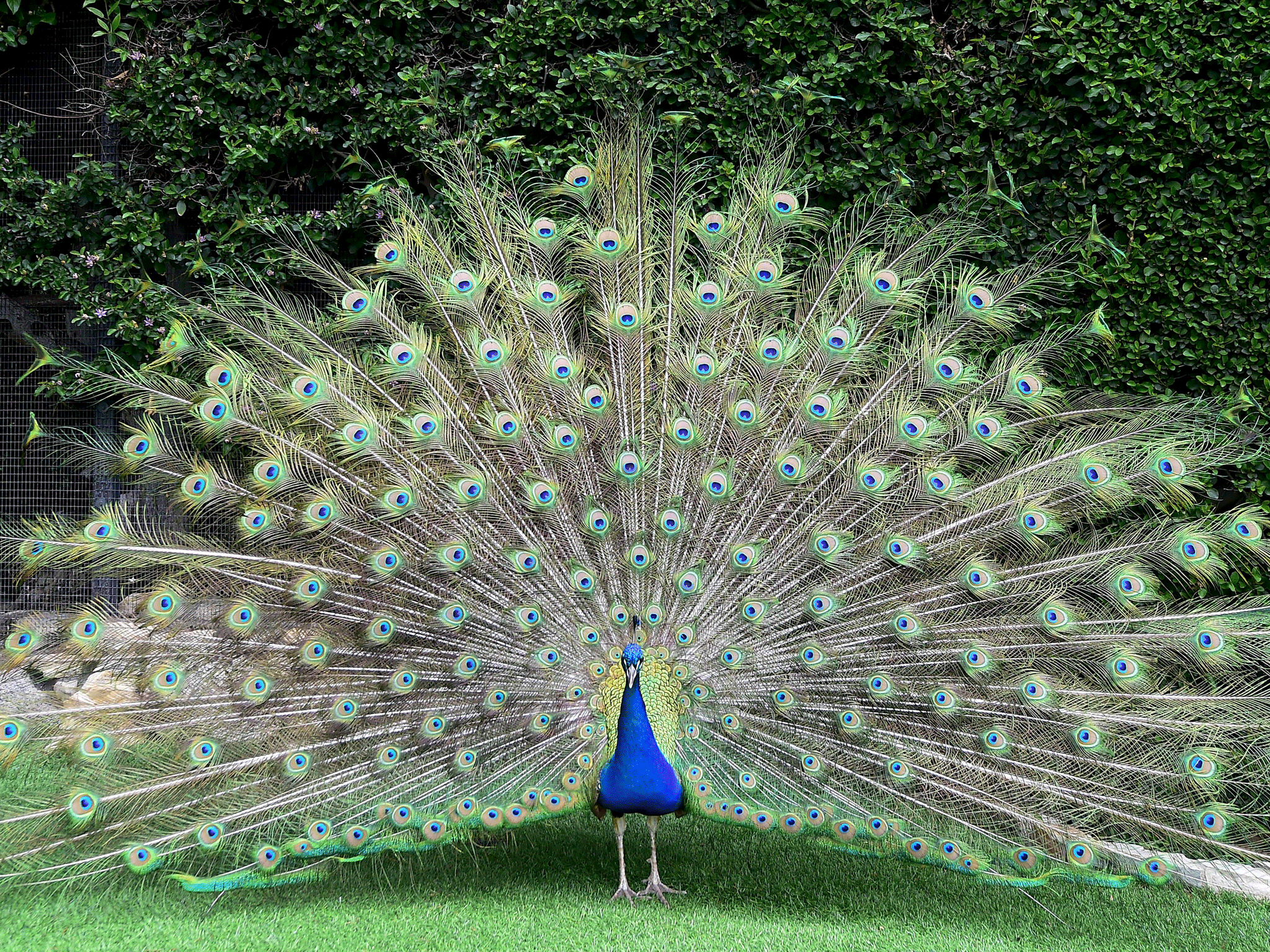 Peacocks are best known for their amazing eye-spotted tail feathers (file photo)