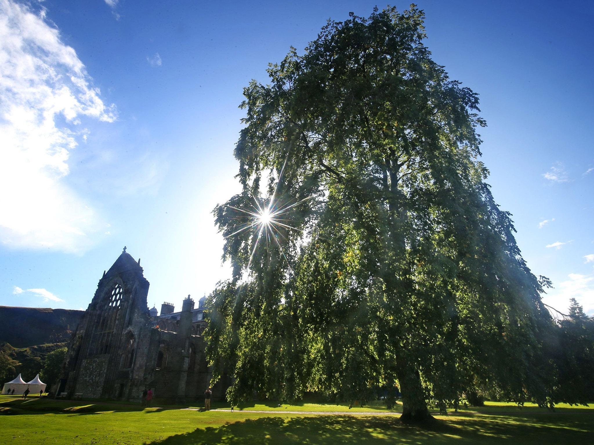 Wentworth elms were thought to have gone extinct during the second half of the 20th century