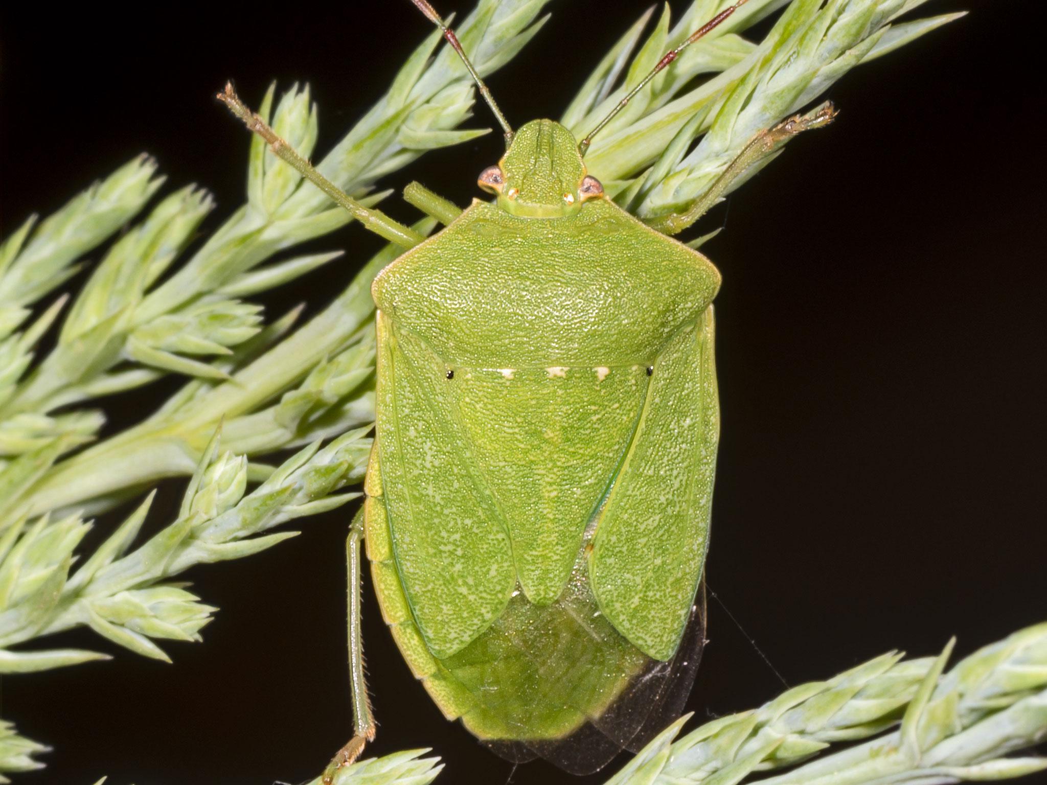 Global warming could stop southern green stinkbugs from reaching sexual maturity by affecting the 'friendly bacteria' in their gut