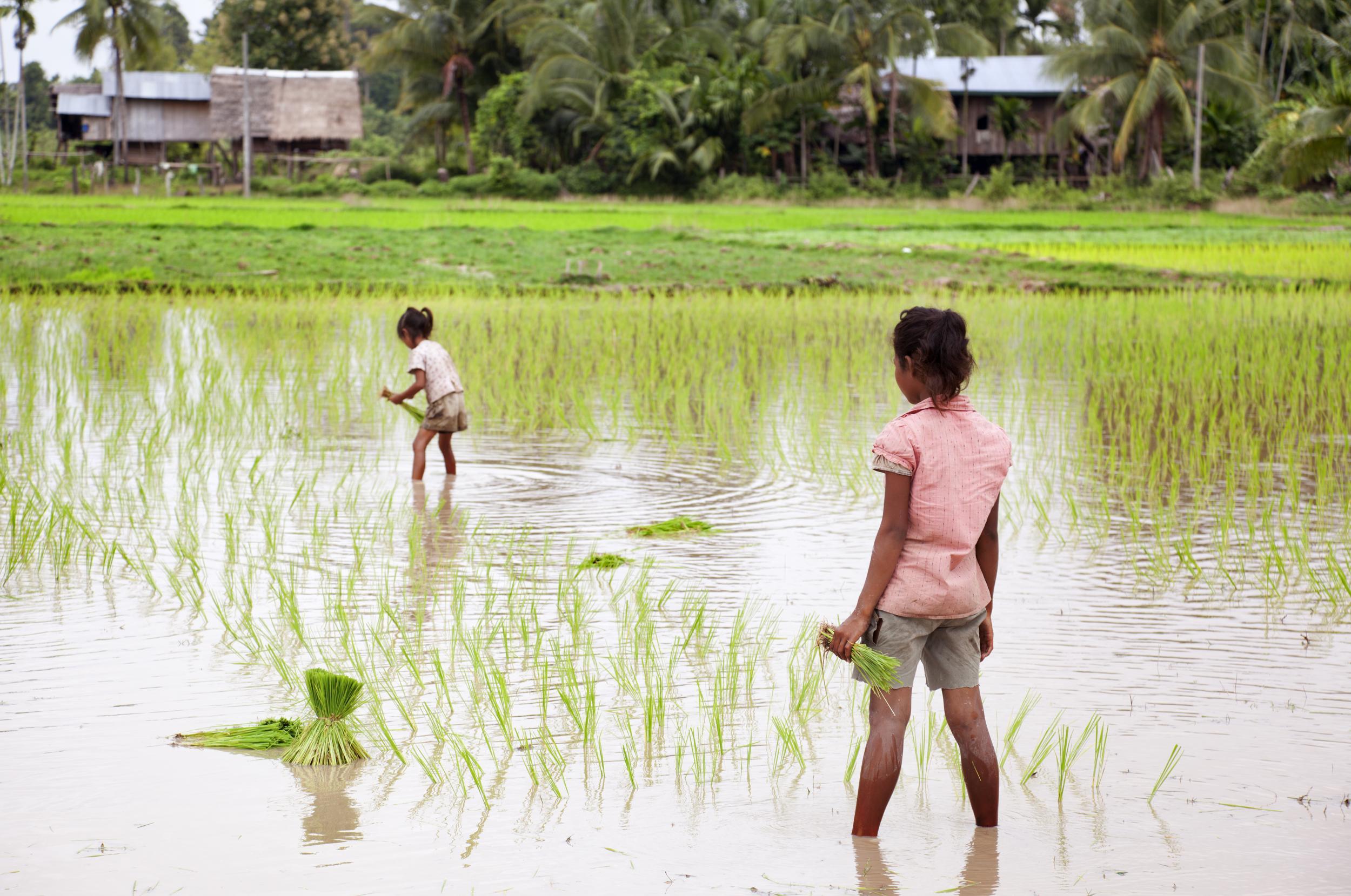 Don Kohn, a small islet in the Mekong, is well worth a visit