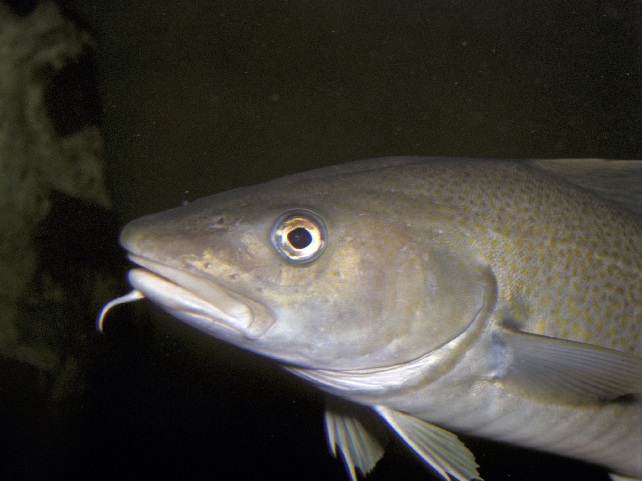 Atlantic cod