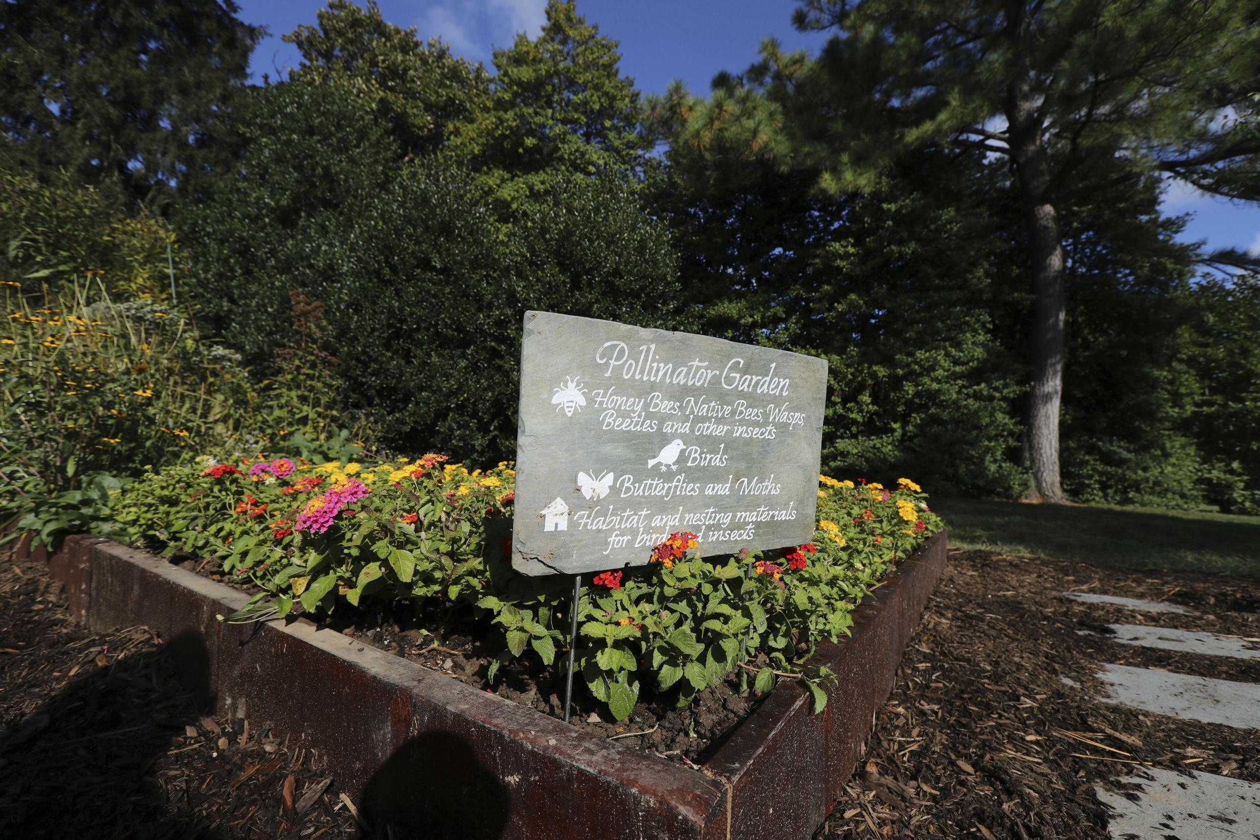 &#13;
The garden cultivates birds, bees and butterflies &#13;