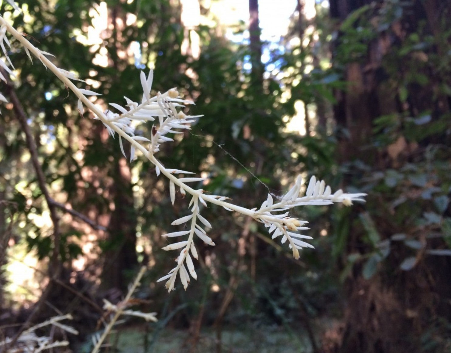 A branch of an albino redwood at Henry Cowell Redwoods State Park