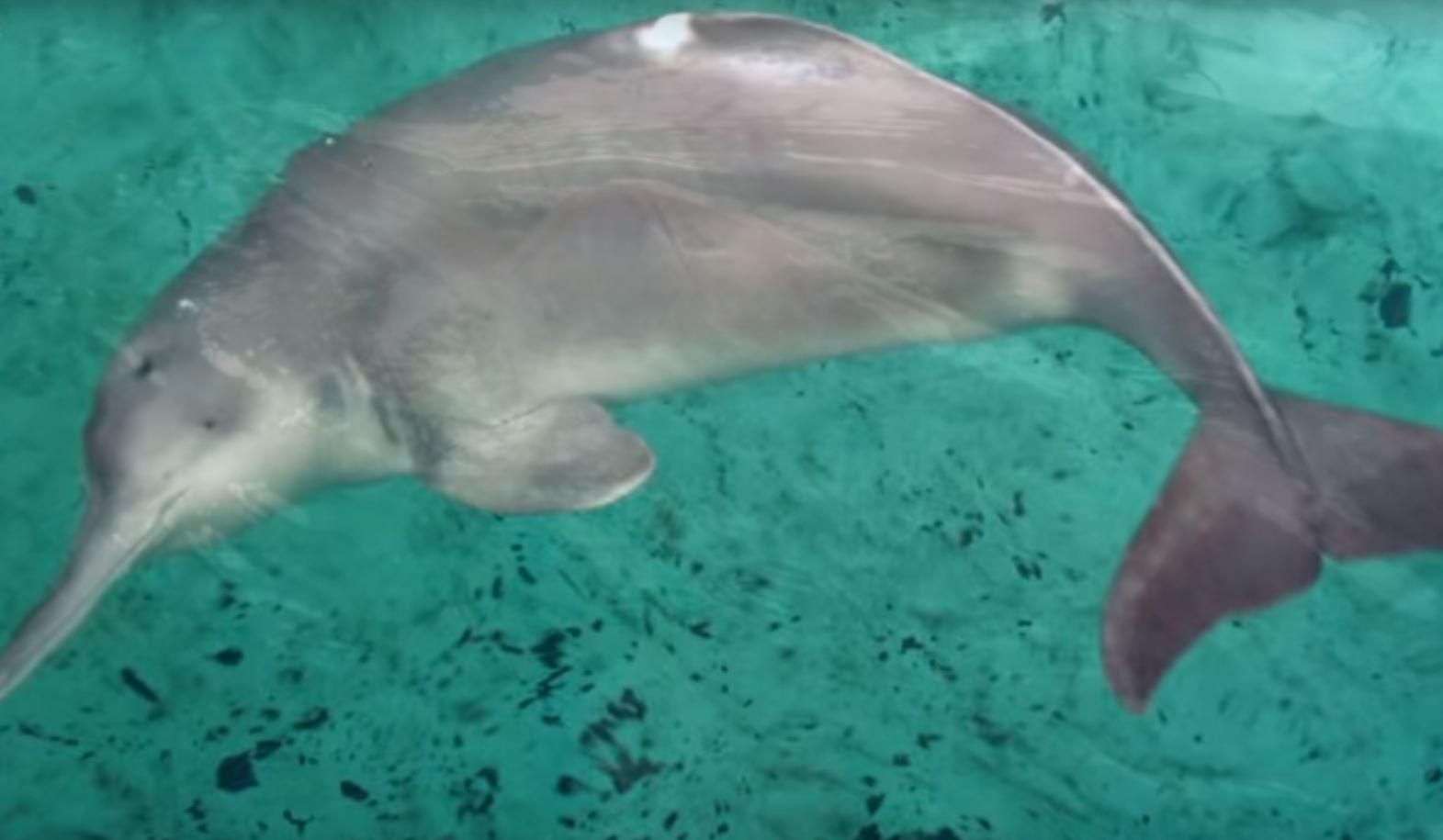 The Chinese river dolphin is considered functionally extinct.