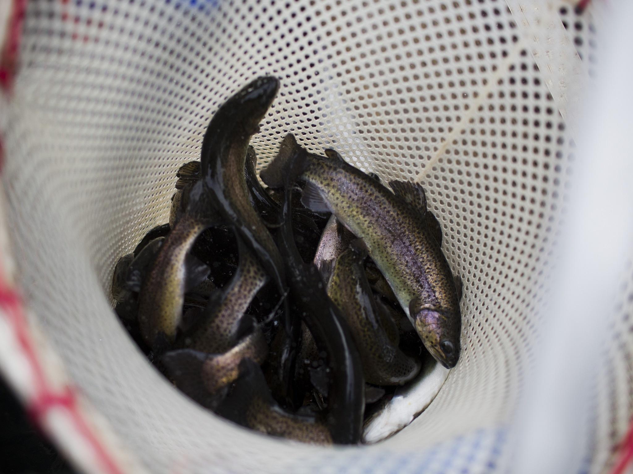 The rainbow trout weight approximately 3kg each and are collectively worth £1.2 million