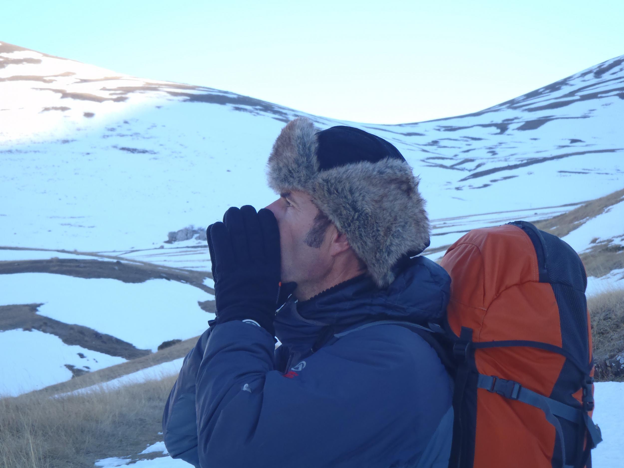 Bernard howls to attract wolves