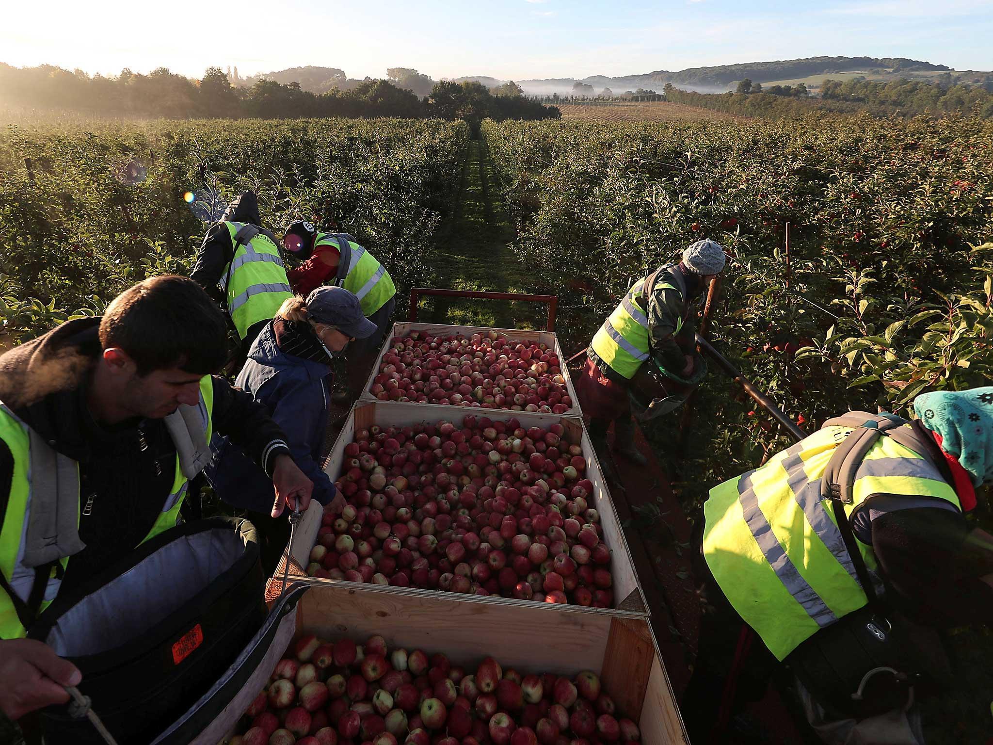 Migrant workers pick apples at Stocks Farm in Suckley, Britain