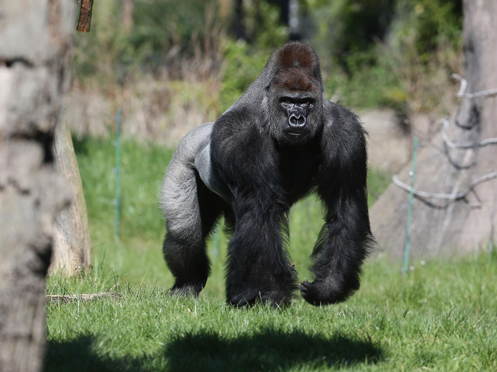 London Zoo's male silverback gorilla Kumbuka 'made an opportunistic escape' into a staff corridor where he drank five litres of squash, the zoo said