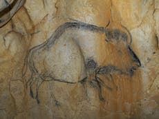 Prehistoric cave paintings help solve the mystery of how bison ended up in Europe