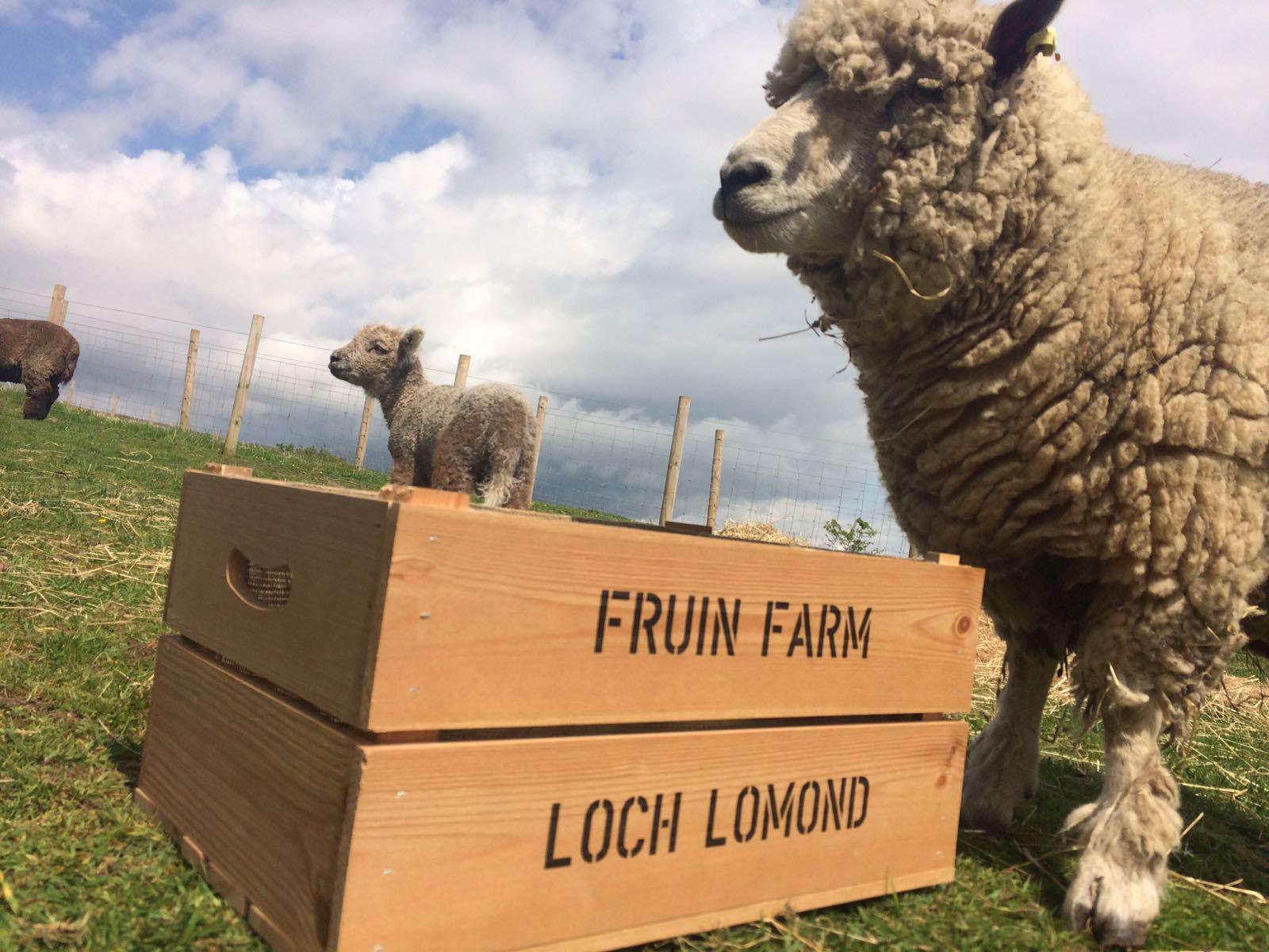 Meet the farm’s unusual selection of animals after brunch