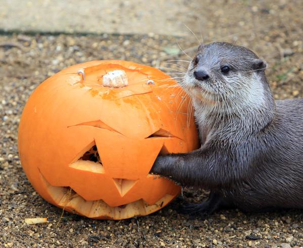 An otter gets into the spirit of Halloween at Whipsnade Zoo