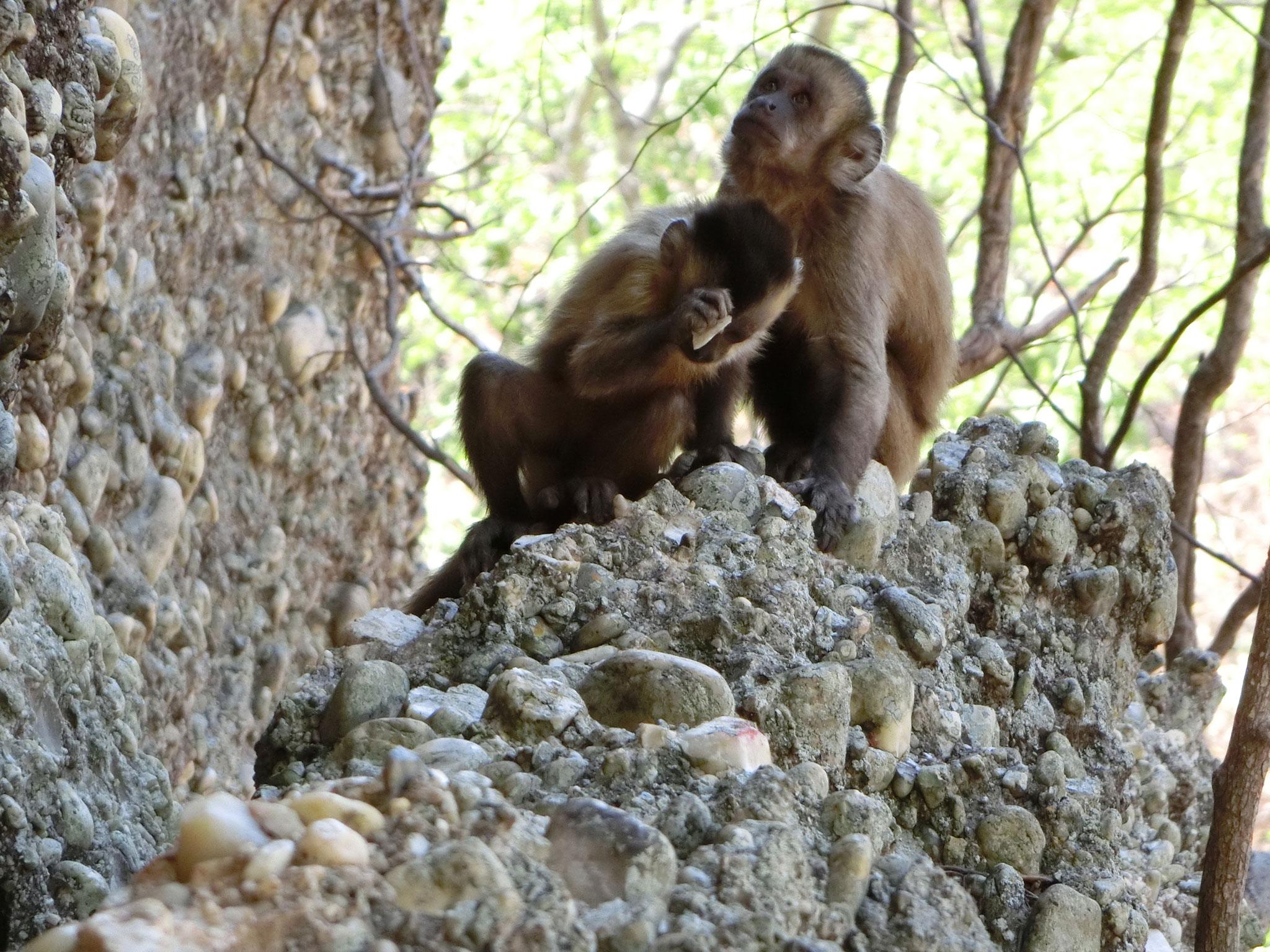 Wild-bearded capuchin monkey in Serra da Capivara National Park, Brazil, unintentionally creating fractured stone flakes that look like tools made by early humans