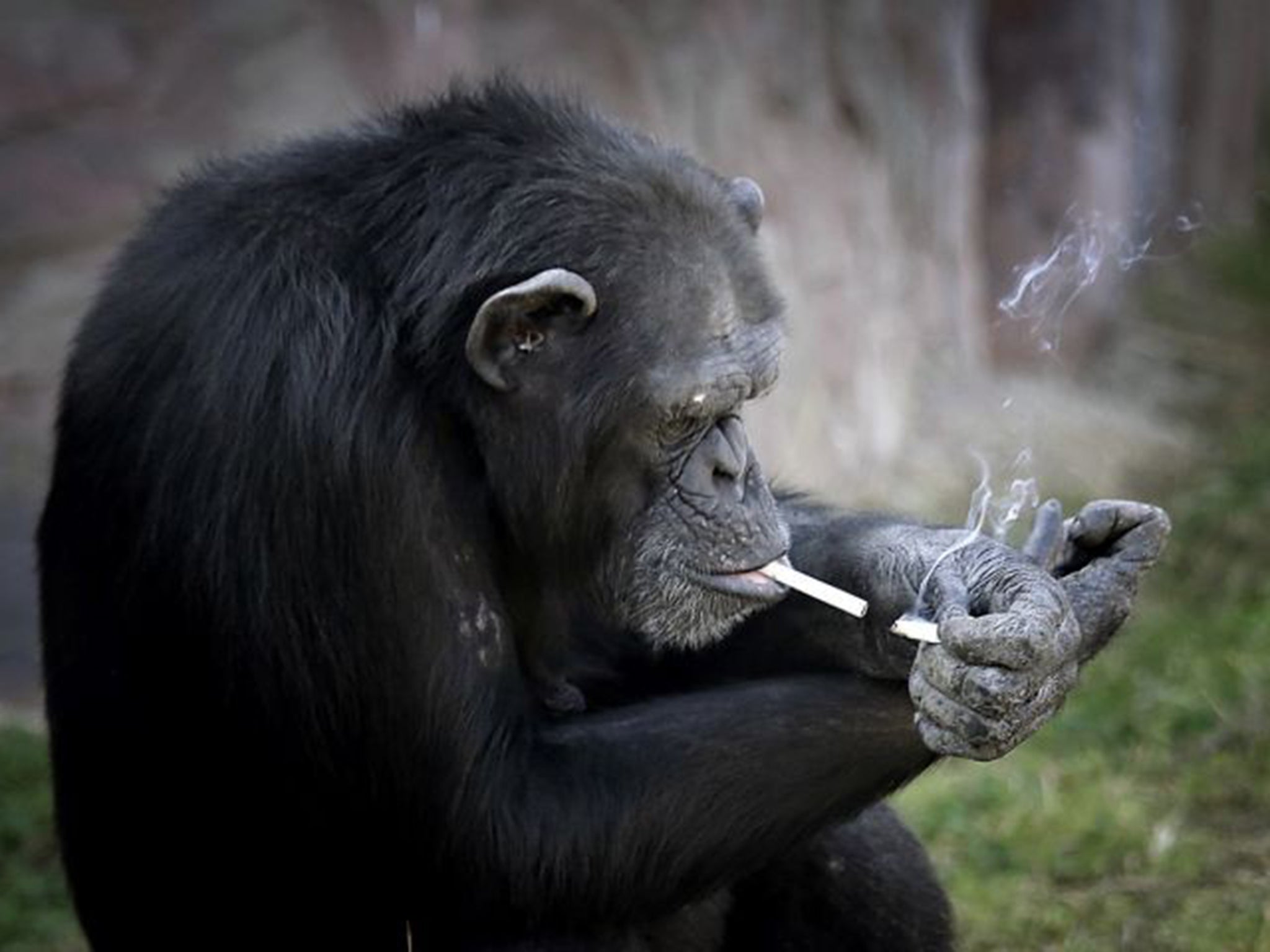 The chimpanzee smokes at least a pack of cigarettes a day