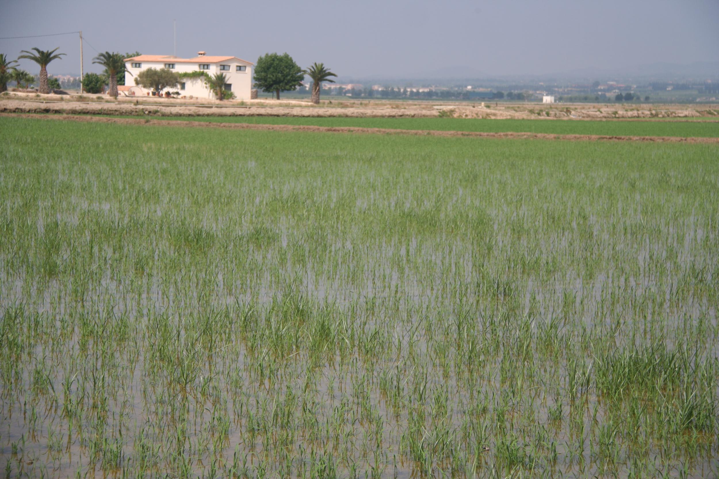 The rice fields of the Ebro Delta