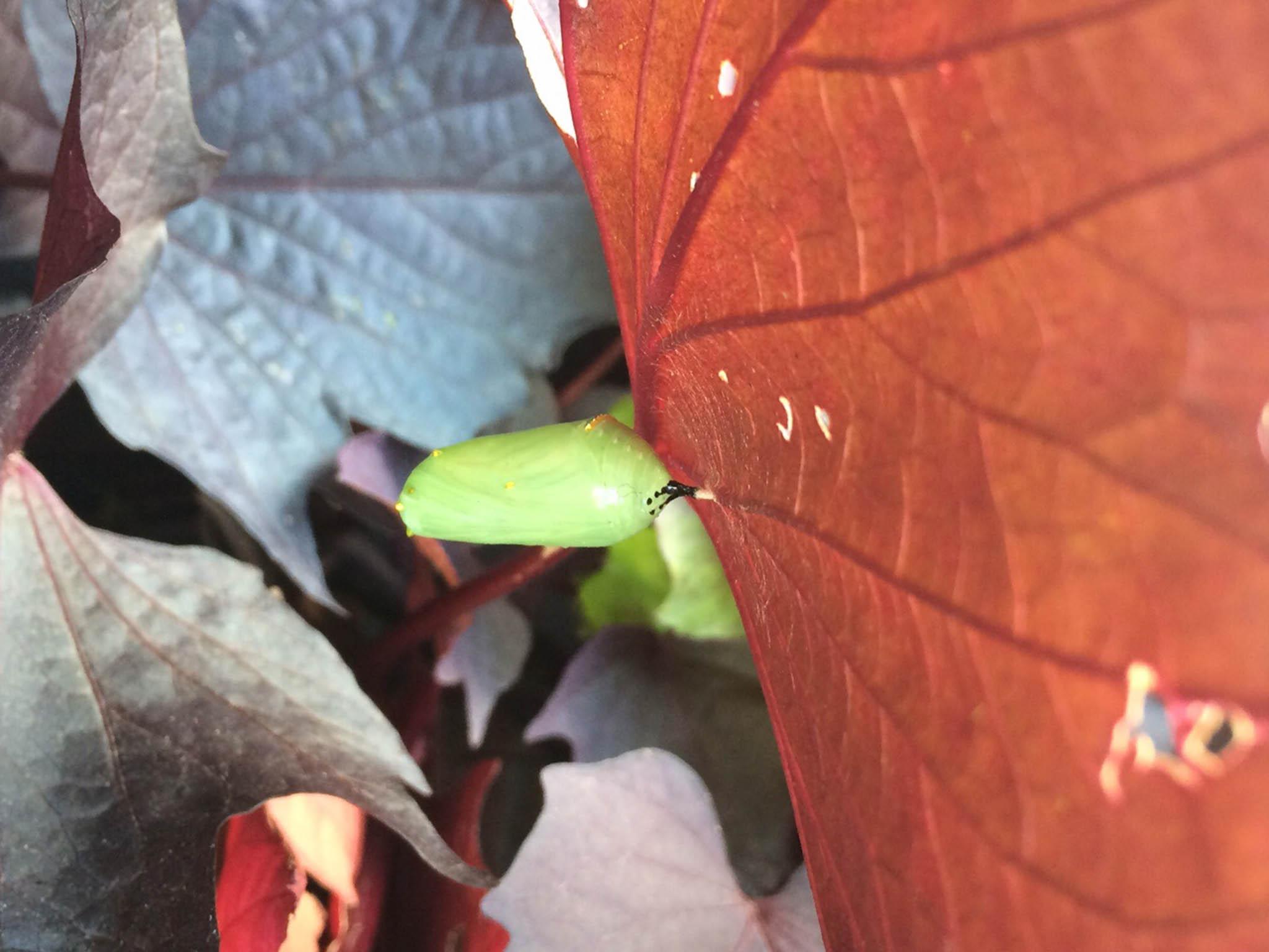 A monarch pupa develops on the underside of a sweet potato vine leaf