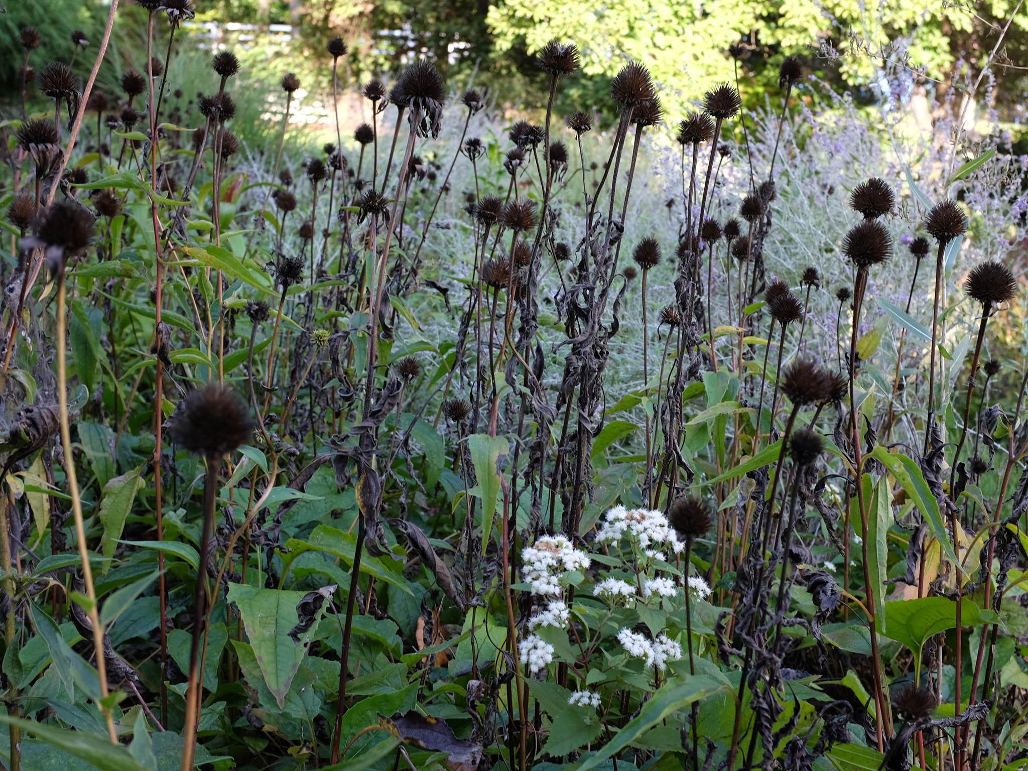 The withered purple coneflowers of summer provide seed for birds in the winter