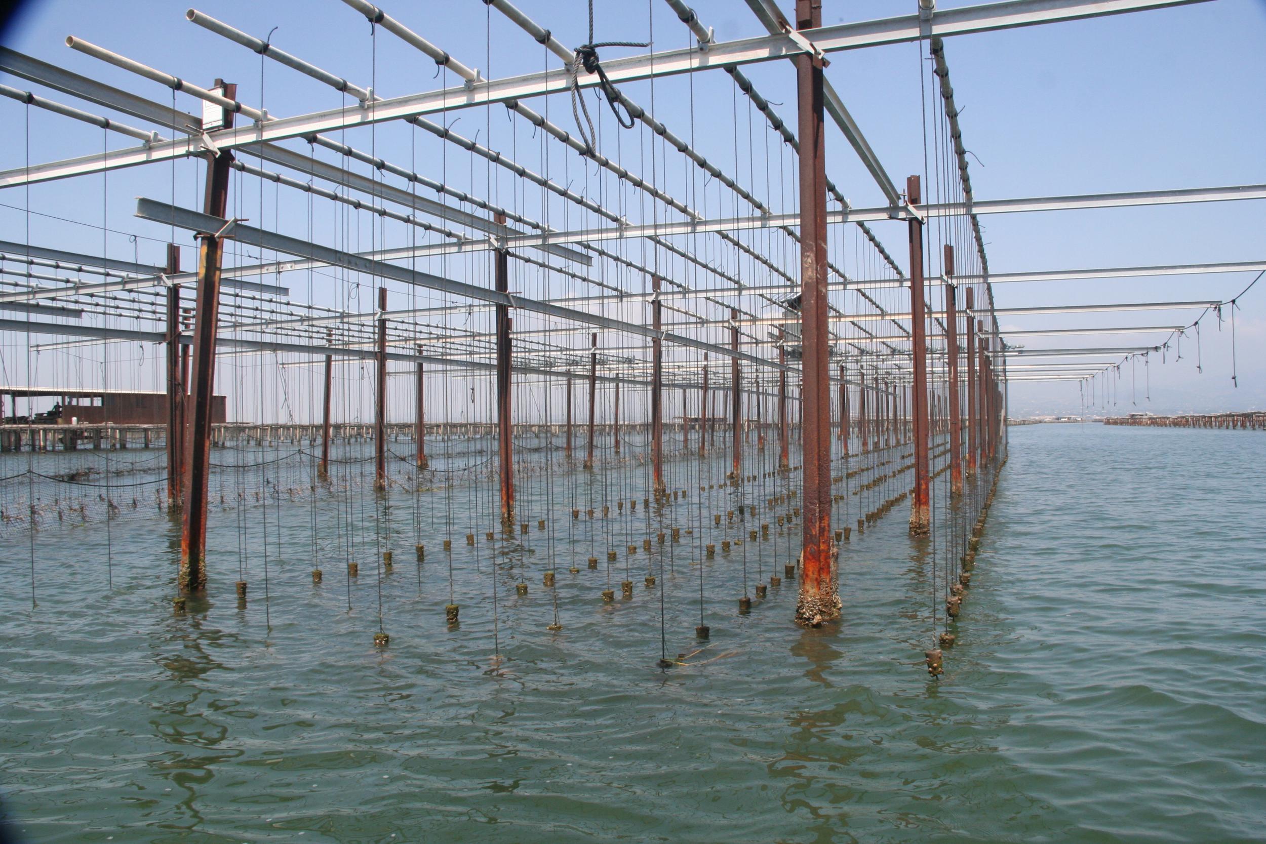 Oyster beds in the shallows