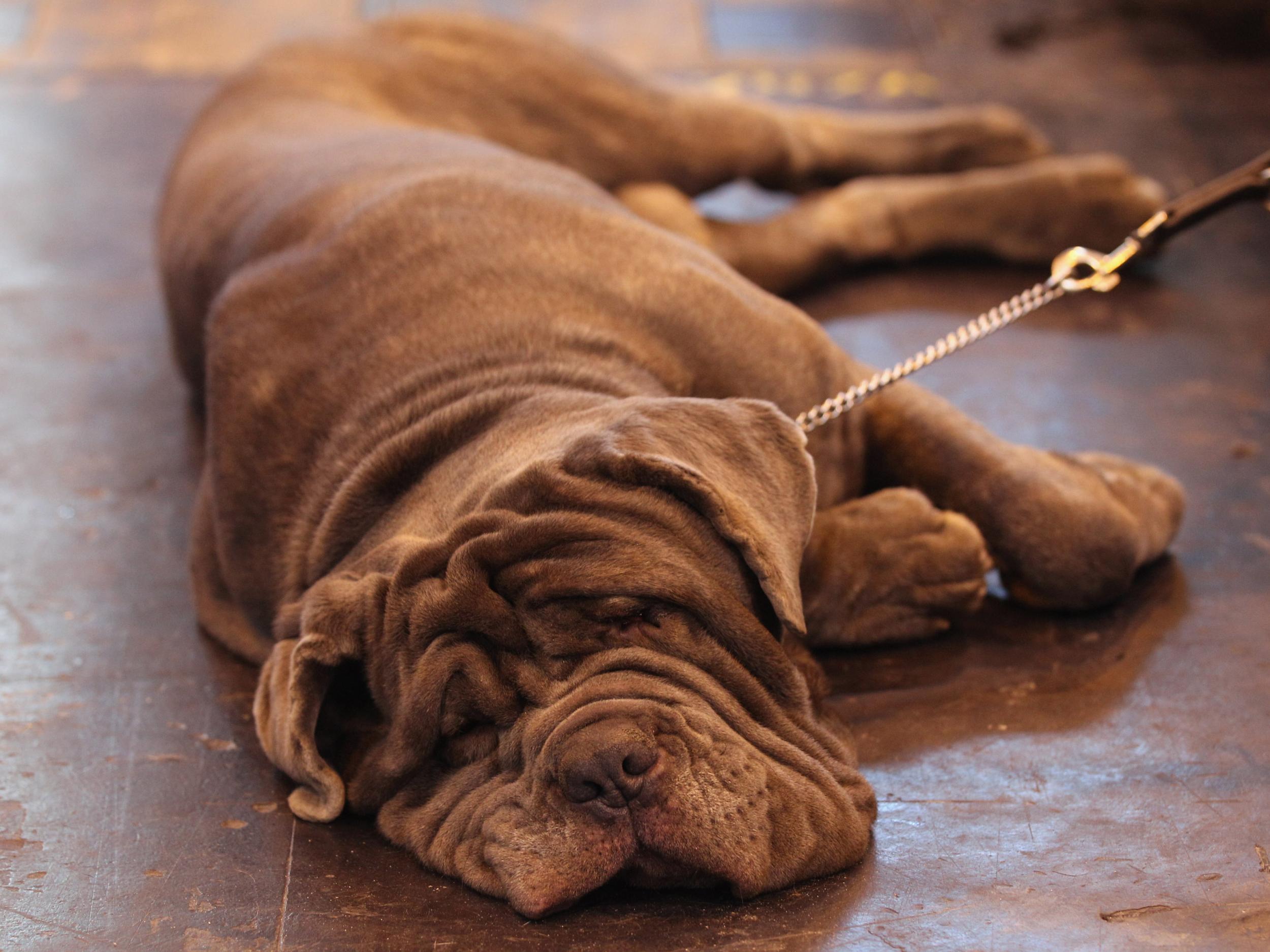 This dog is probably dreaming about her owner