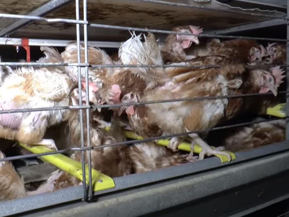 Hens crammed together in 'enriched cages' at Seisdon Poultry Unit, owned by Ridgeway Foods (Screenshot from Viva footage)