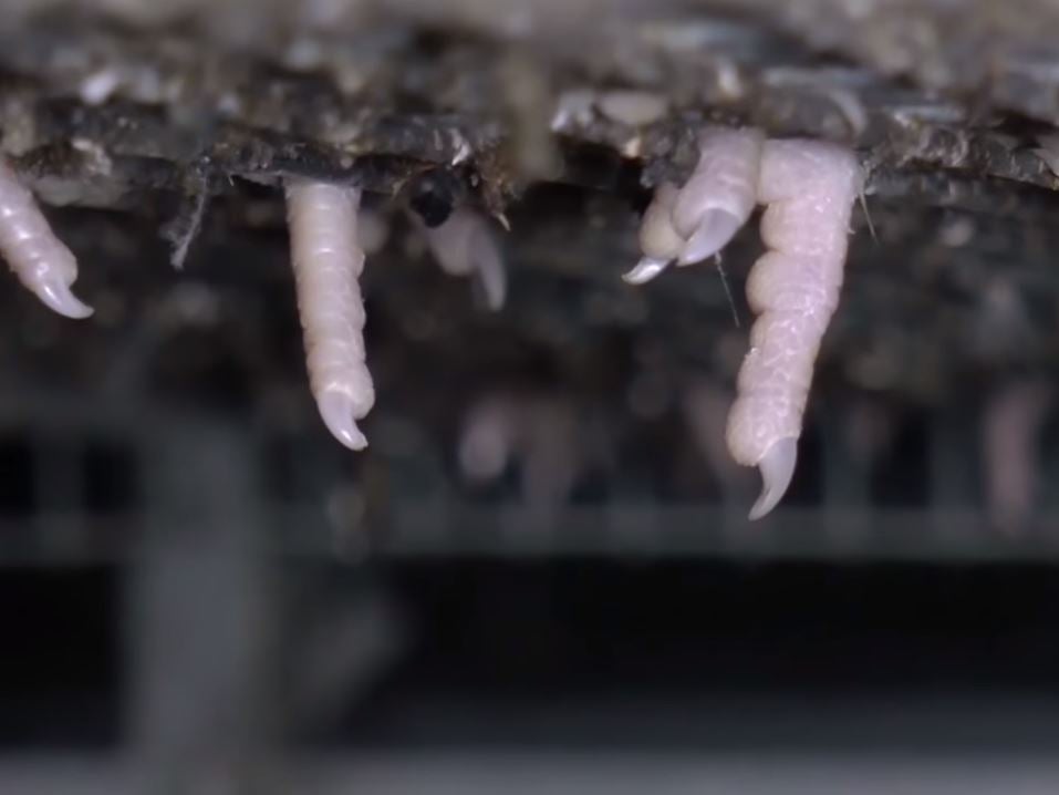 Baby hens' feet poking out from the floor of their cage at Oaklands Farm