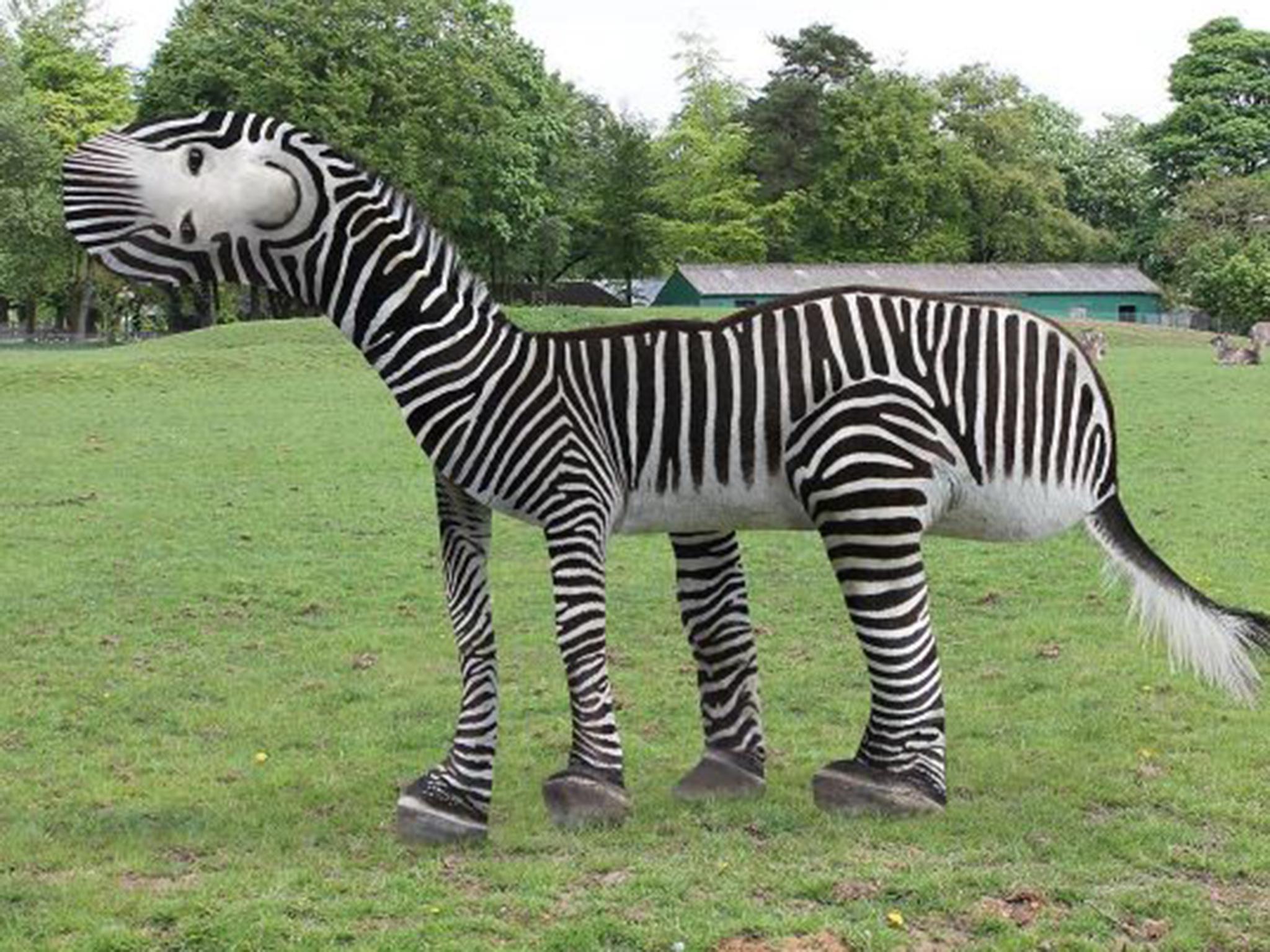 It's a zebra, but not as you know it