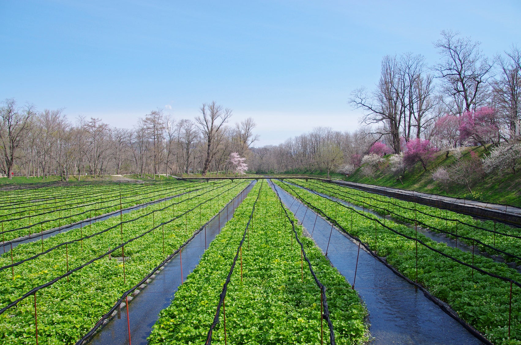 Wasabi plants need spring water to thrive