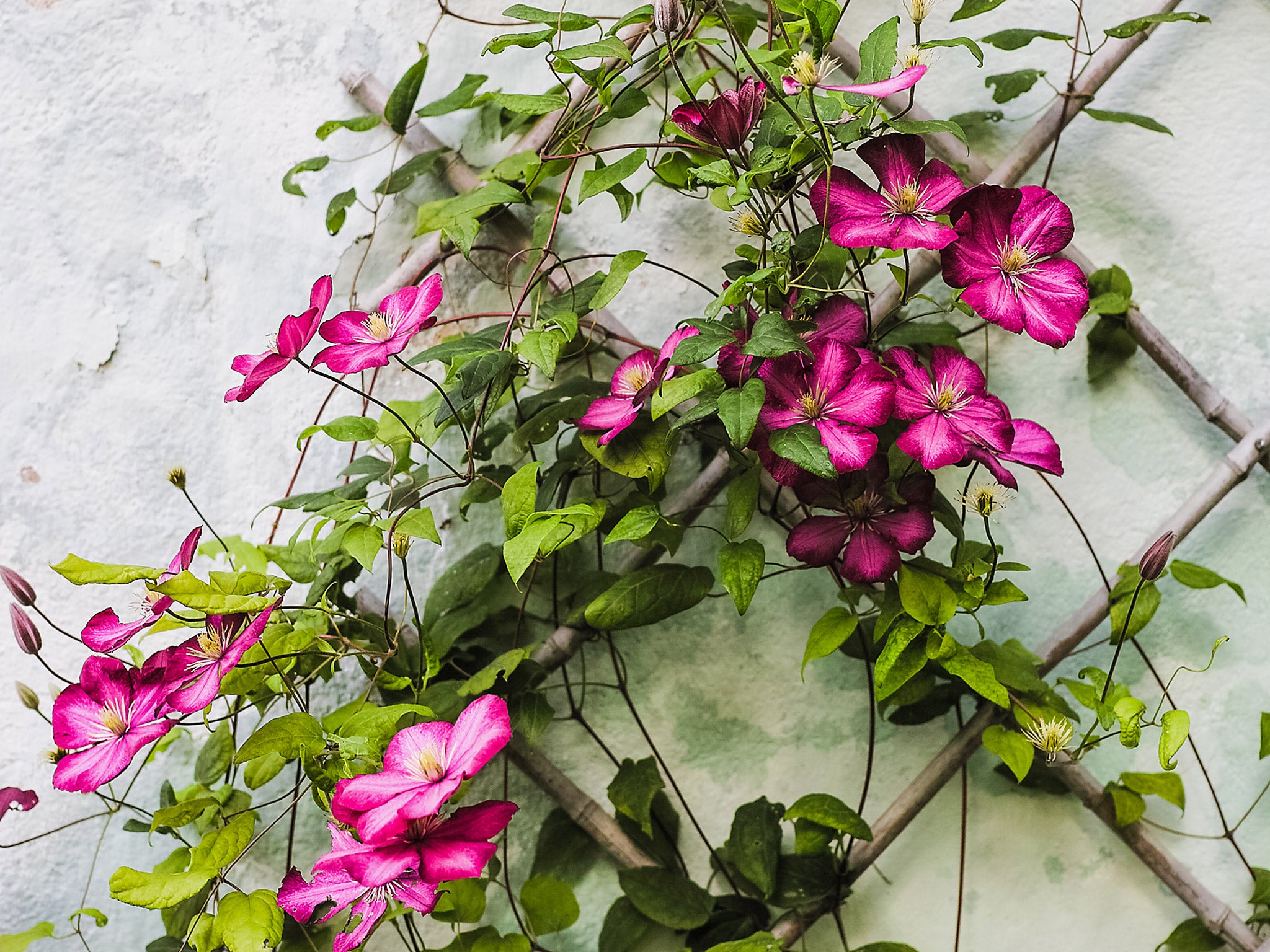 Many clematis varieties struggle with drought