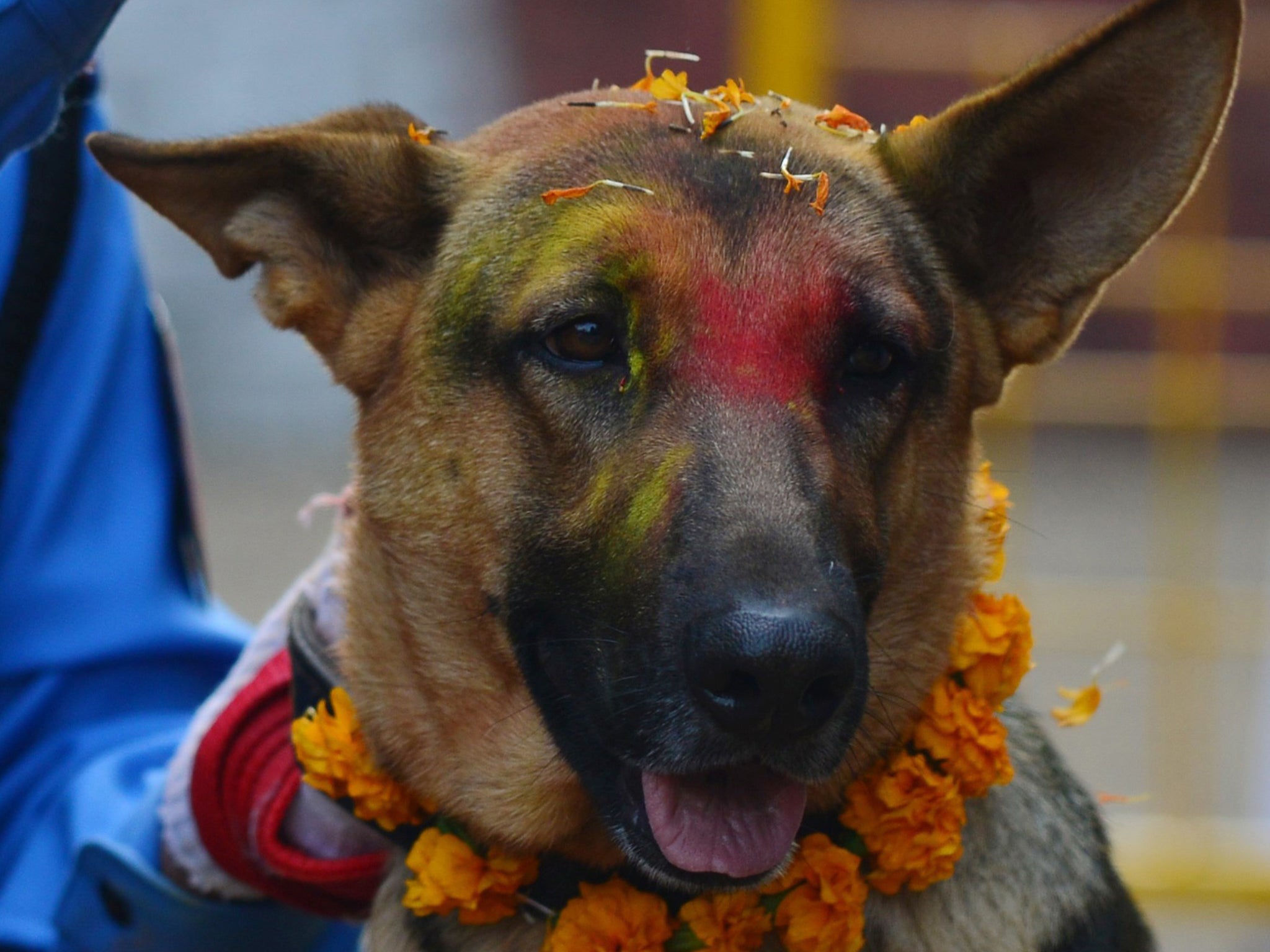 A Nepalese police dog handler garlands a dog with marigolds and vermillion powder during a ceremony offering blessings to police dogs