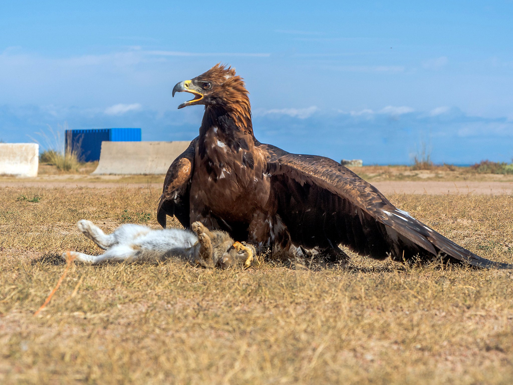 Eagles still chase their prey across the wild grasslands along the Great Silk Road (Andrew Macleod)