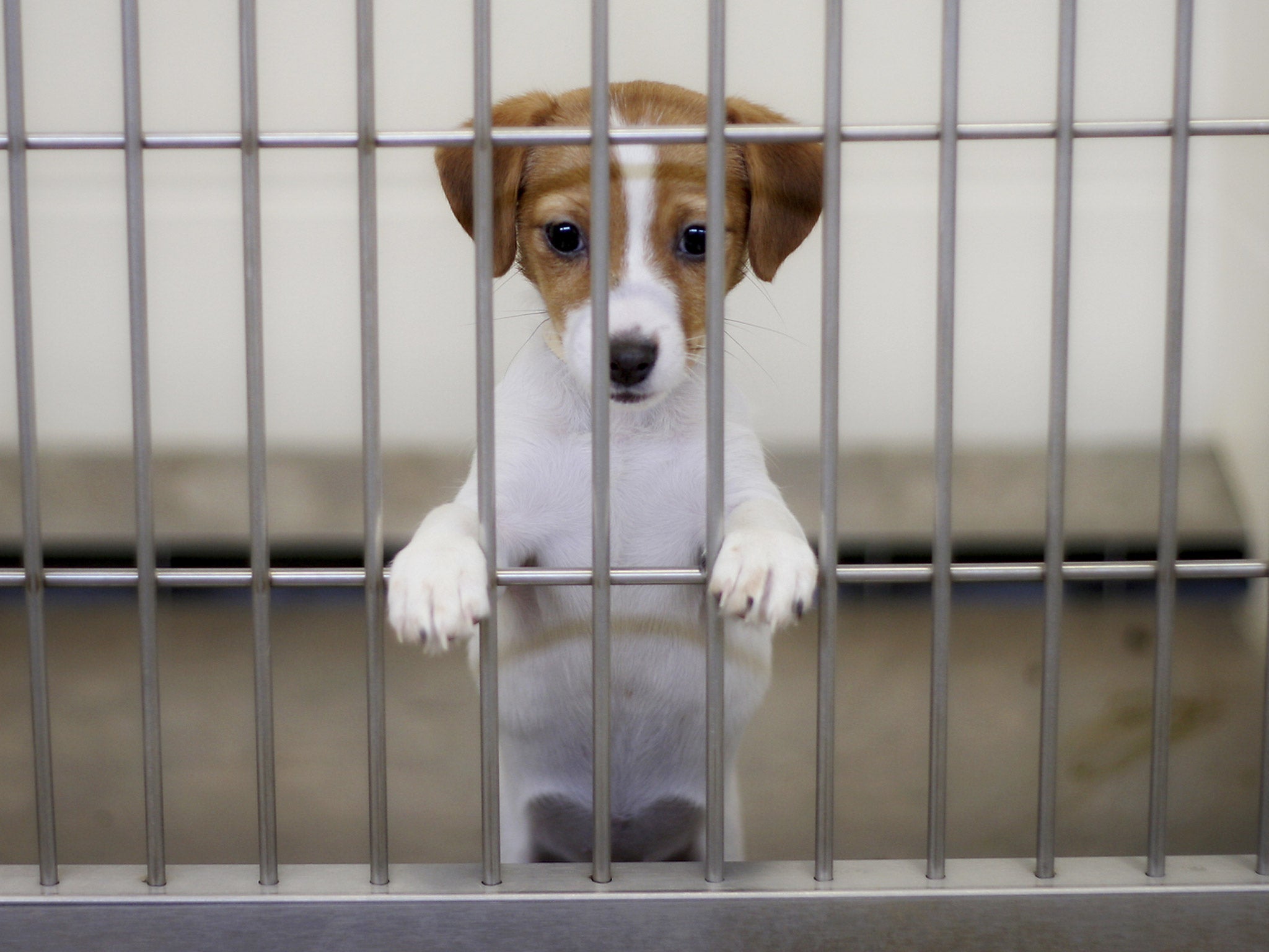 The sale of puppies under eight weeks old was also banned as part of the measure