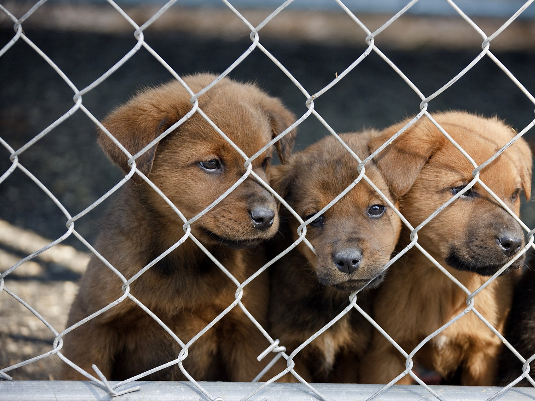 In the last six months, 382 puppies have been seized at the border, with 90 per cent deemed too young to travel (Getty)