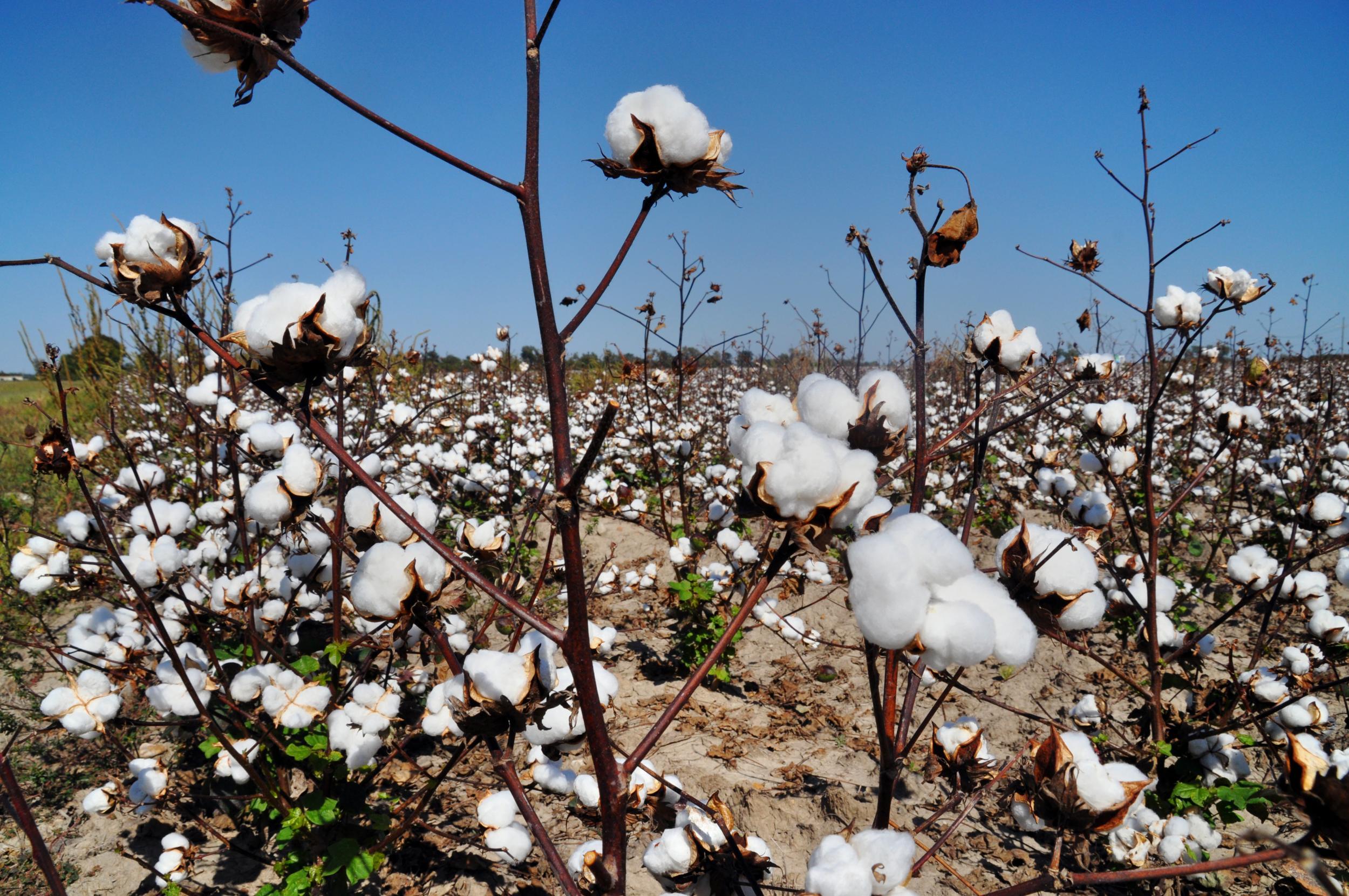 The Deep South is dotted with cotton fields