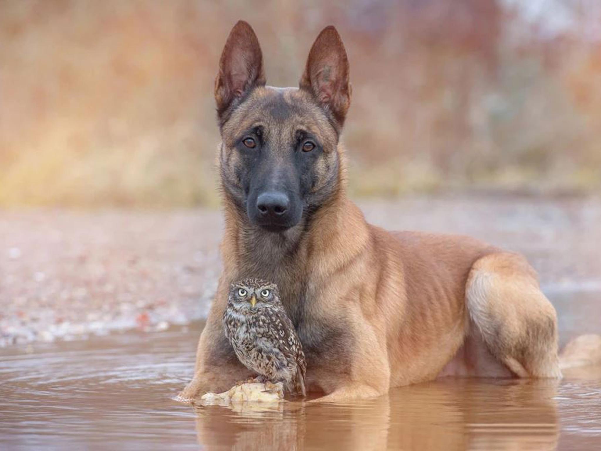 Poldi, a Belgian Malinois,has a pygmy owl for a best buddy