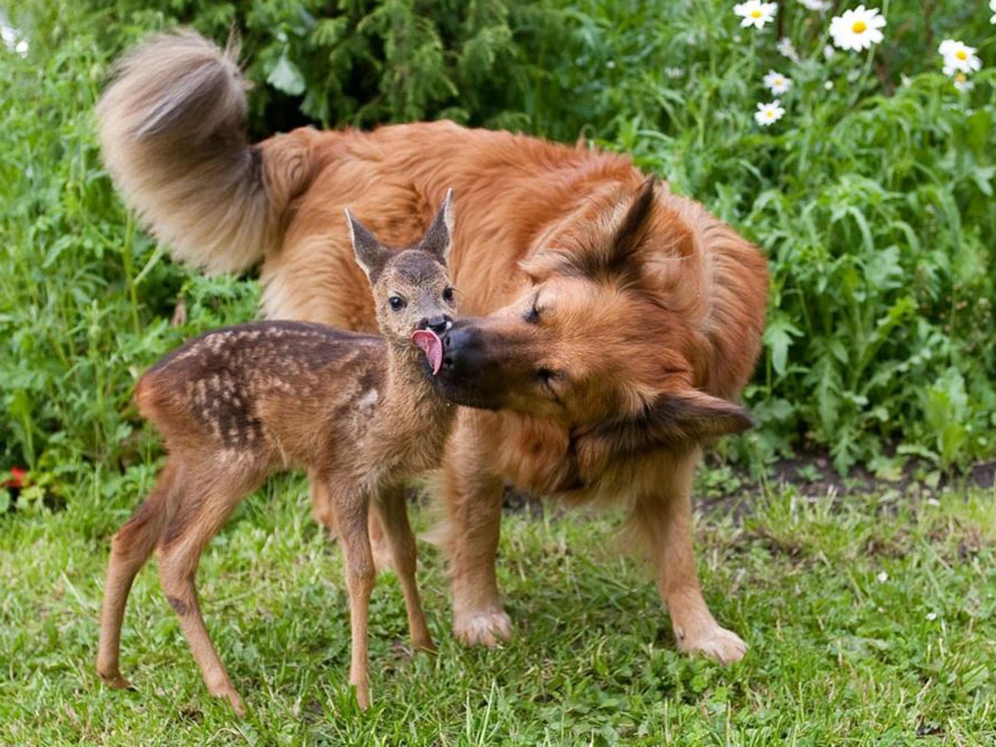 Laska, a German shepherd-like dog, helped nurse this abandoned fawn back to health