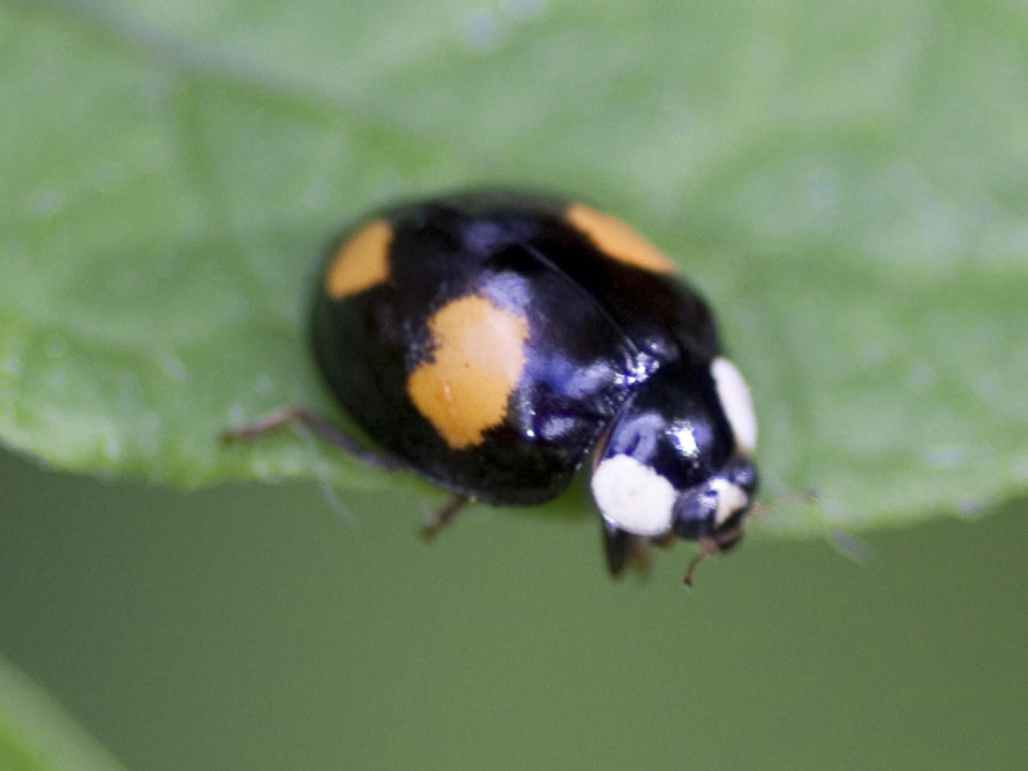 Some Harlequin Ladybirds are distinctive with black bodies and orange spots – but most look like any other ladybird