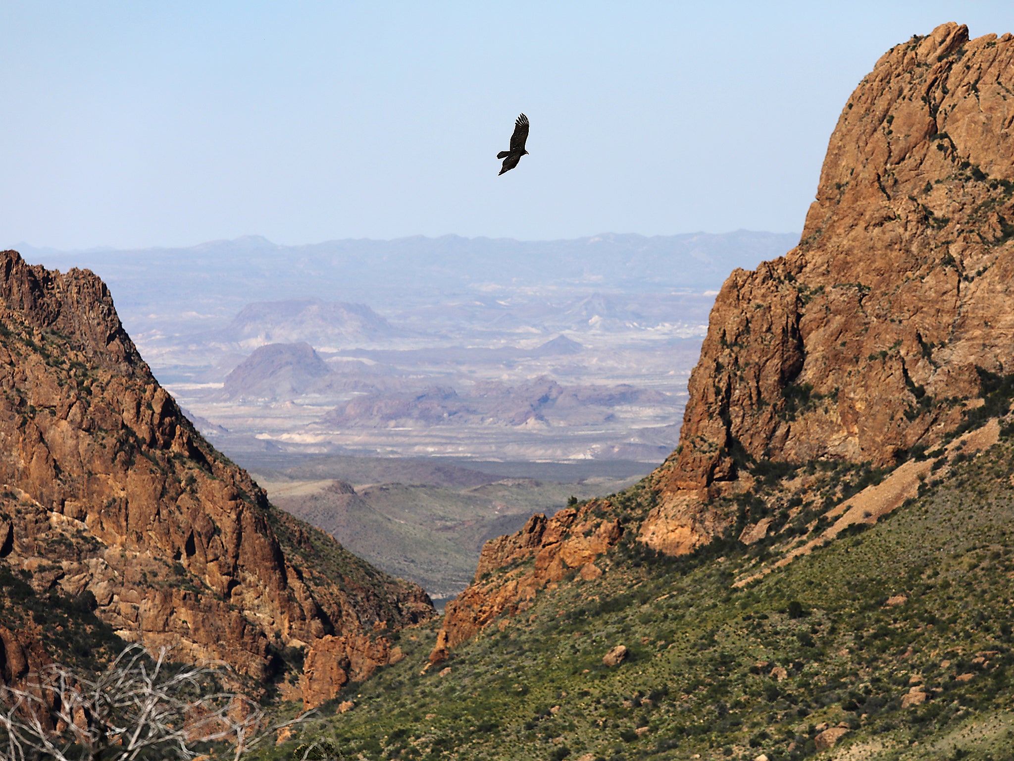 A falcon flies over the Chisos Basin on October 16, 2016 in the Big Bend National Park in West Texas