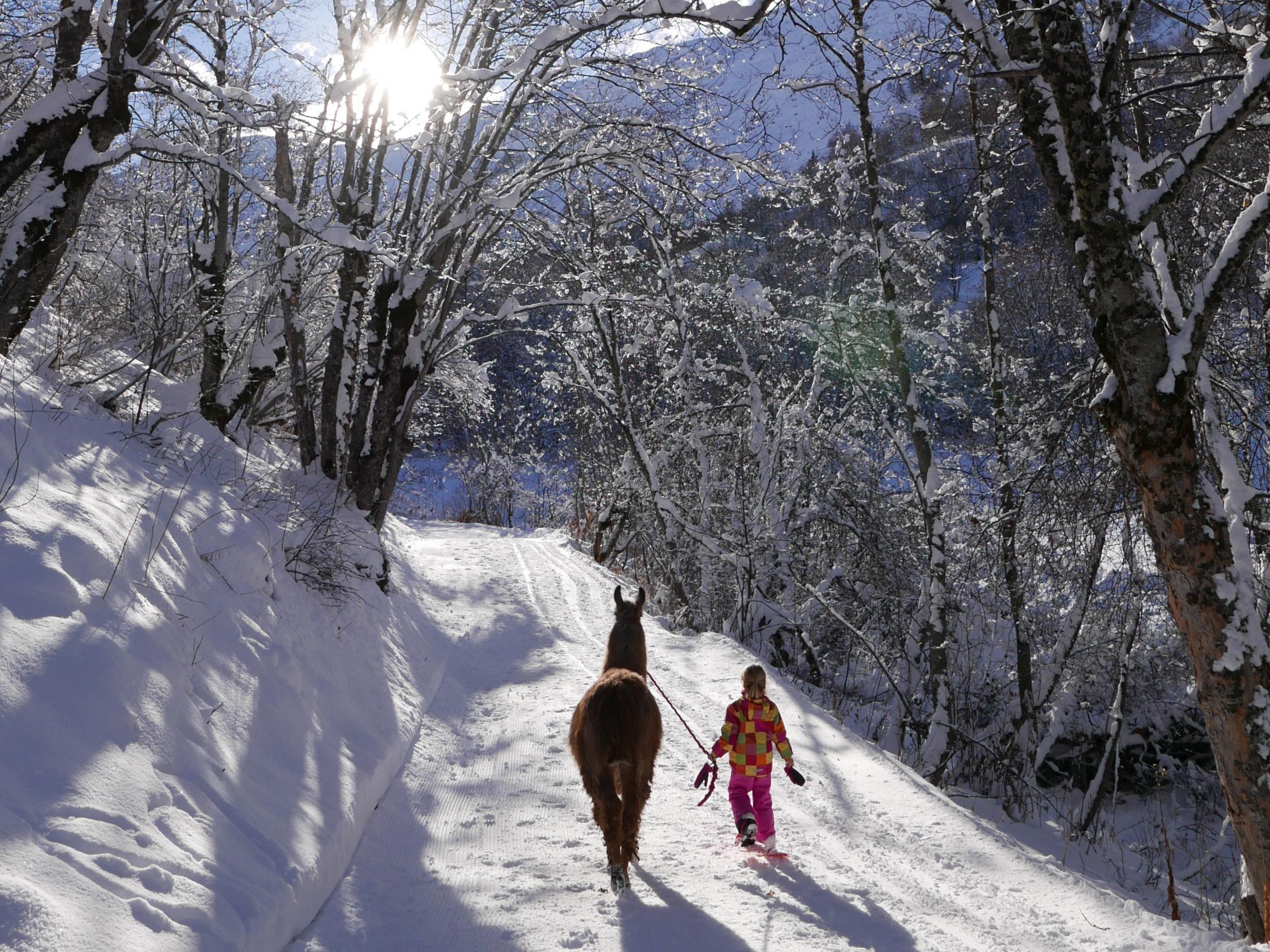 A young visitor sets off cross-country with a llama in tow