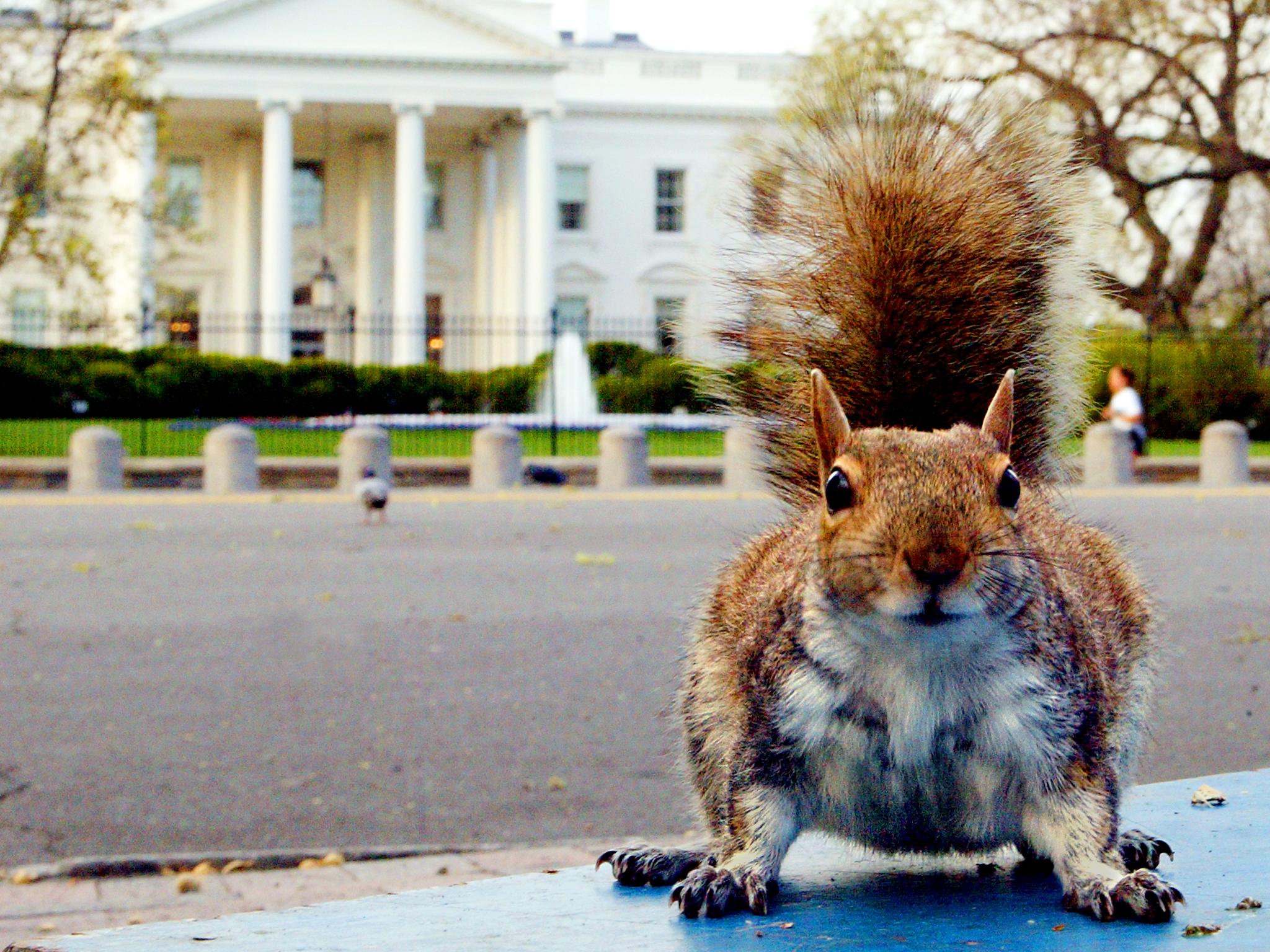 Instances of squirrel's attacking people are unusual