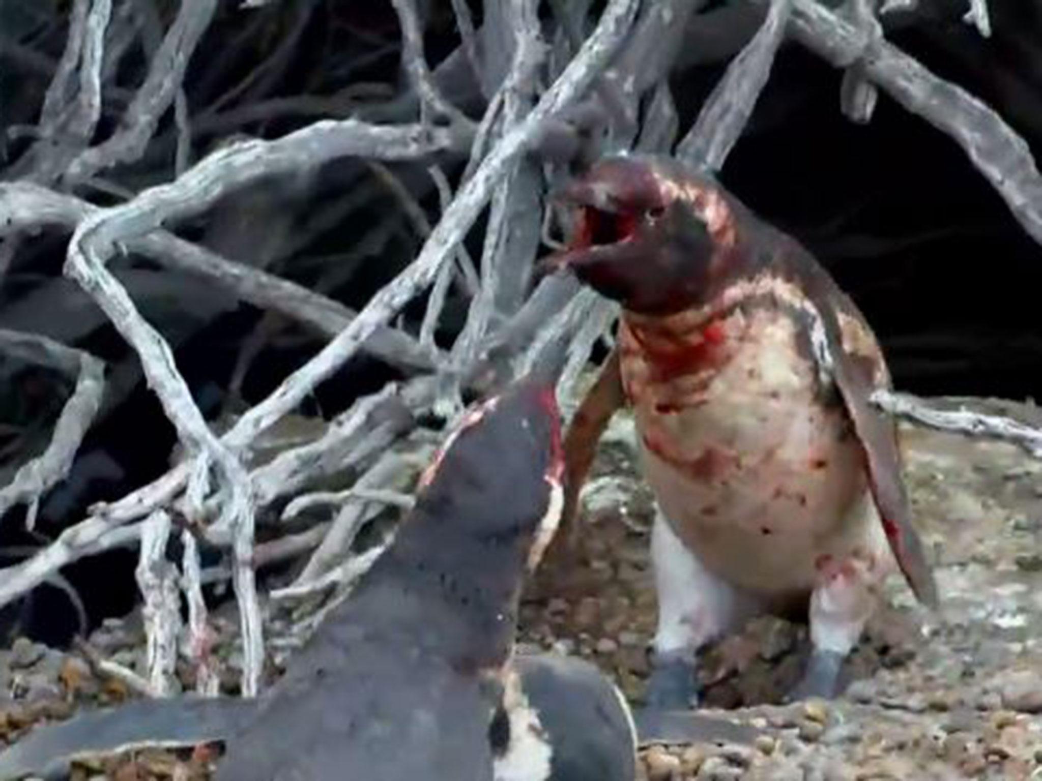 The penguins in a vicious brawl over a love rival