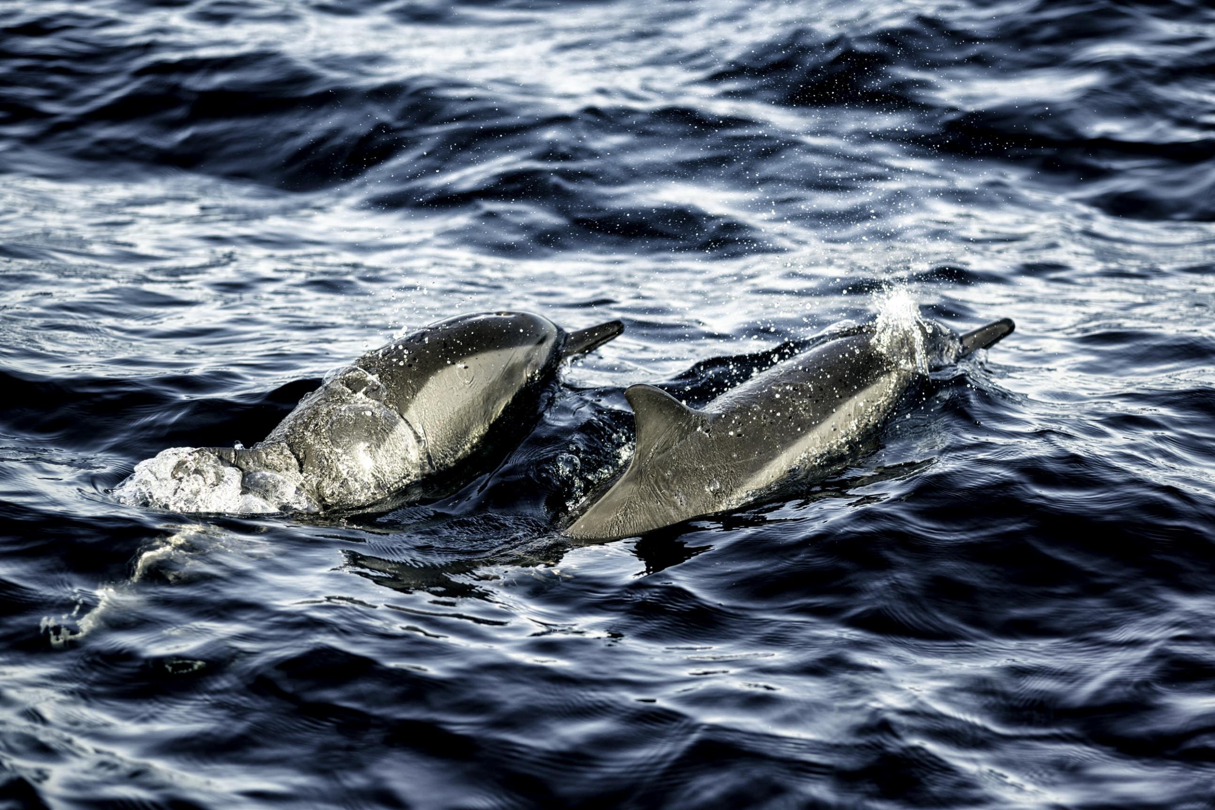 Dolphins spotted not far from the island (Photo: Alan Schaller/The Independent)