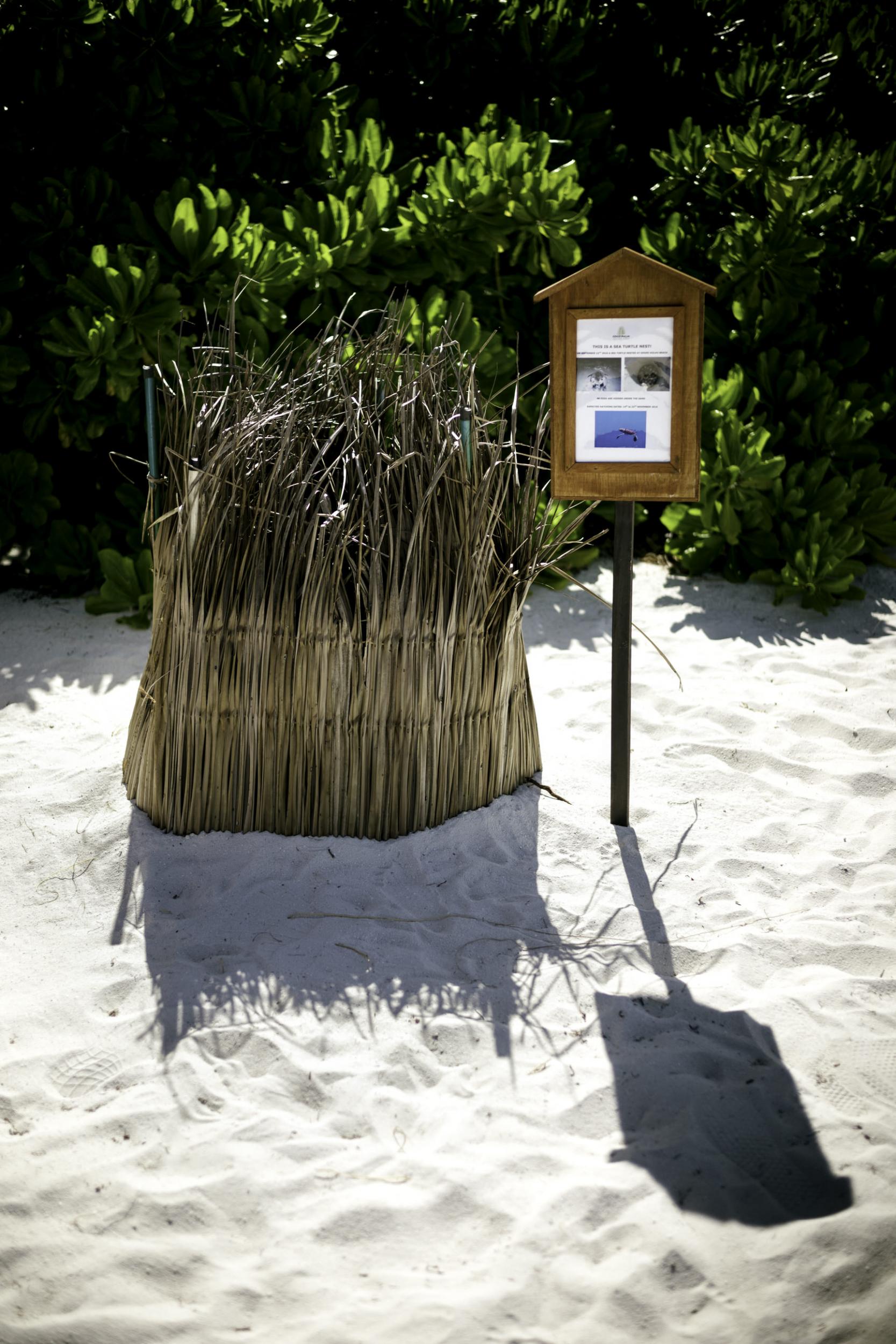 A turtle nest fenced off with bamboo to ensure its safey (Photo: Alan Schaller/The Independent)