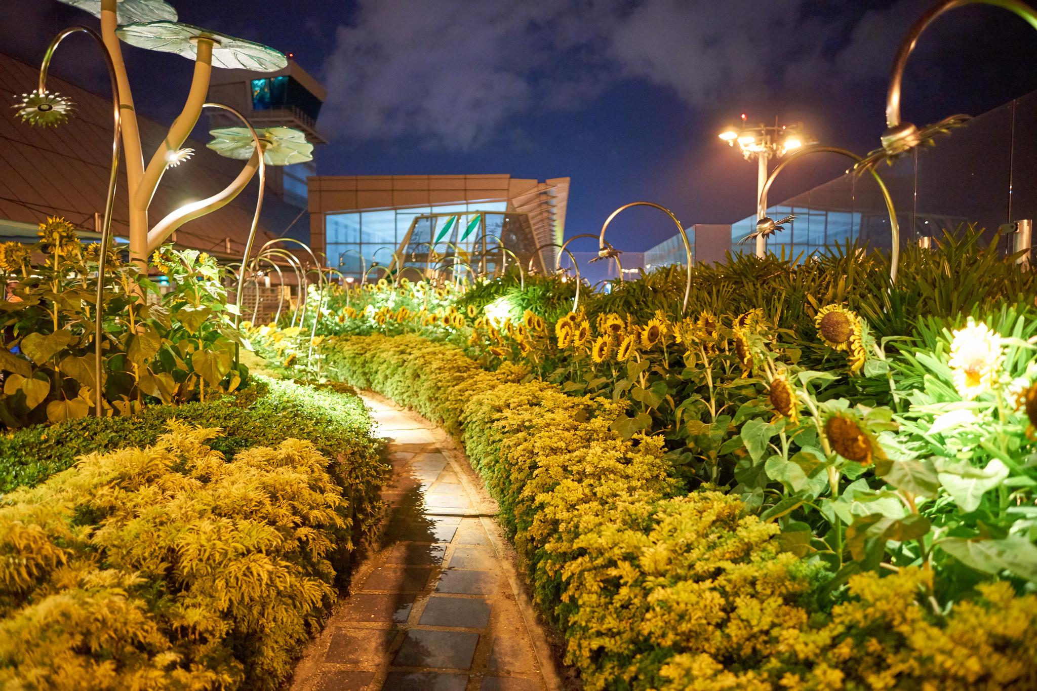 The Sunflower Garden at Changi