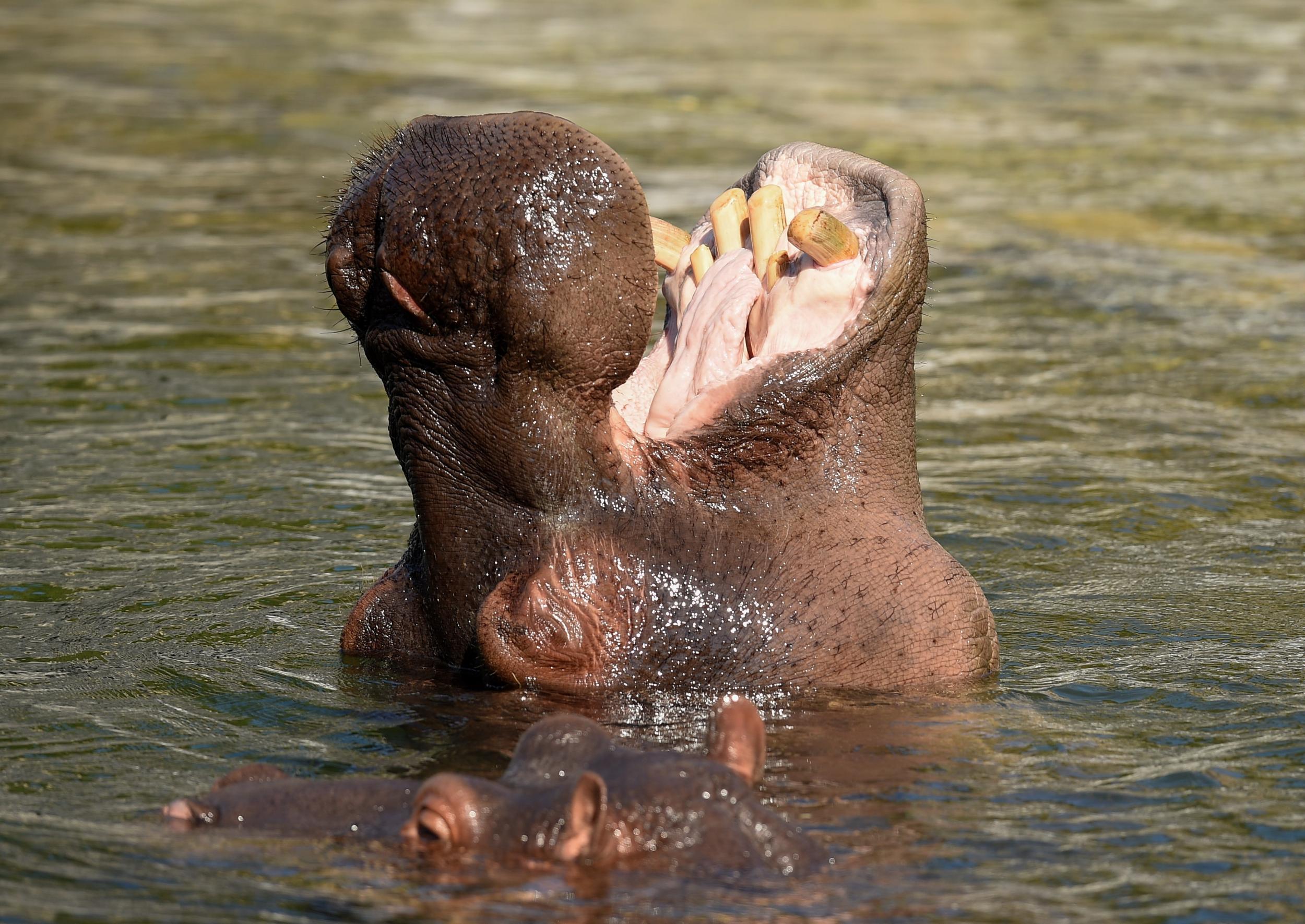 Hippo teeth are carved for ornaments and sold in parts of Asia