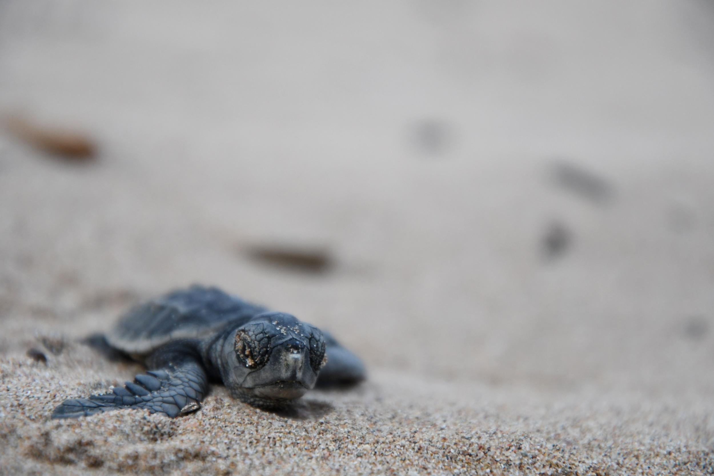 Watch sea turtles hatch on uninhabited Poilao island