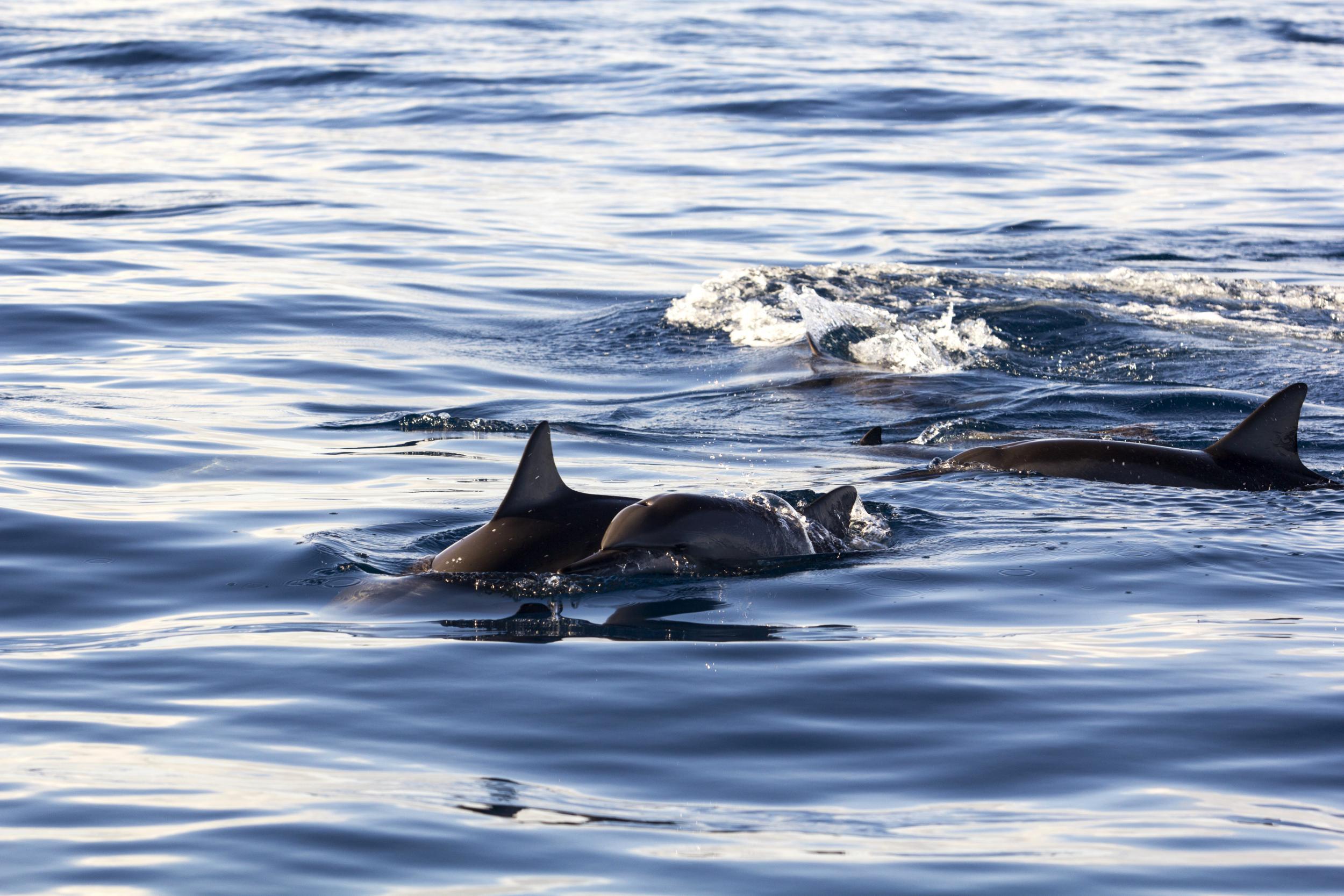 You can spot dolphins in the country's rivers