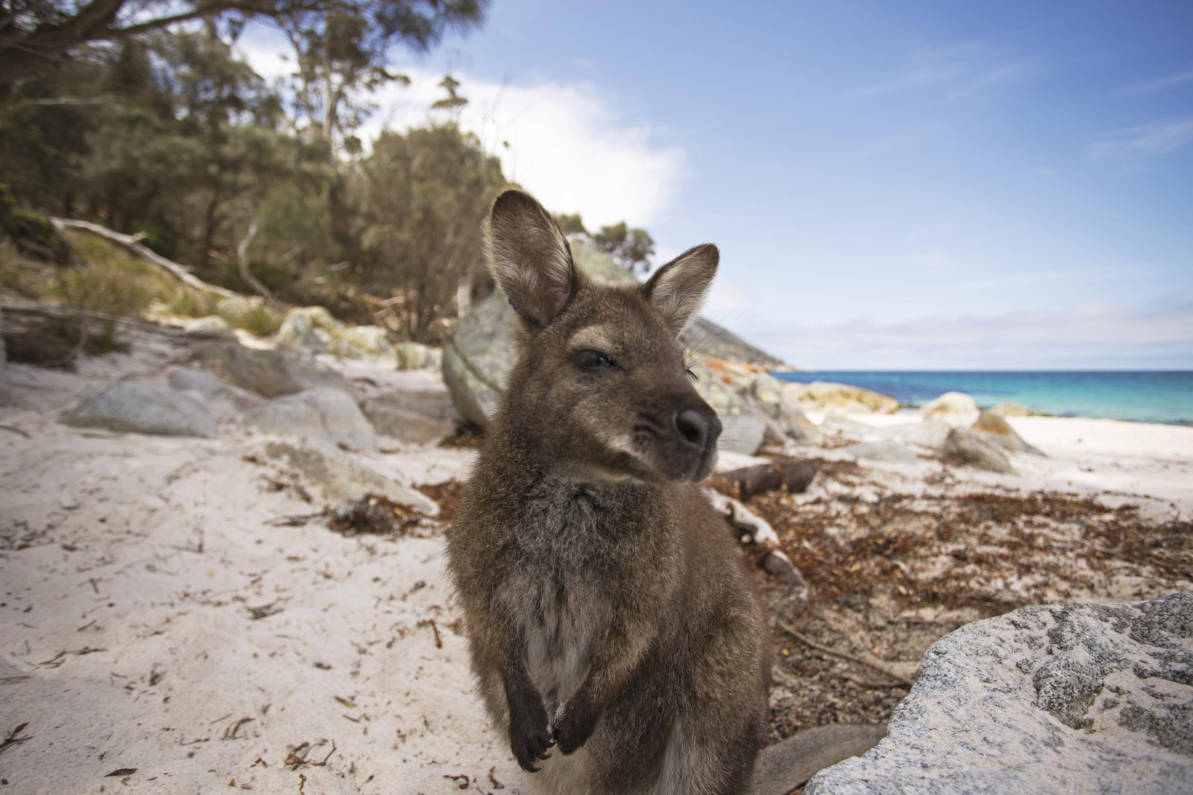 A curious Bennett's wallaby in Freycinet National Park